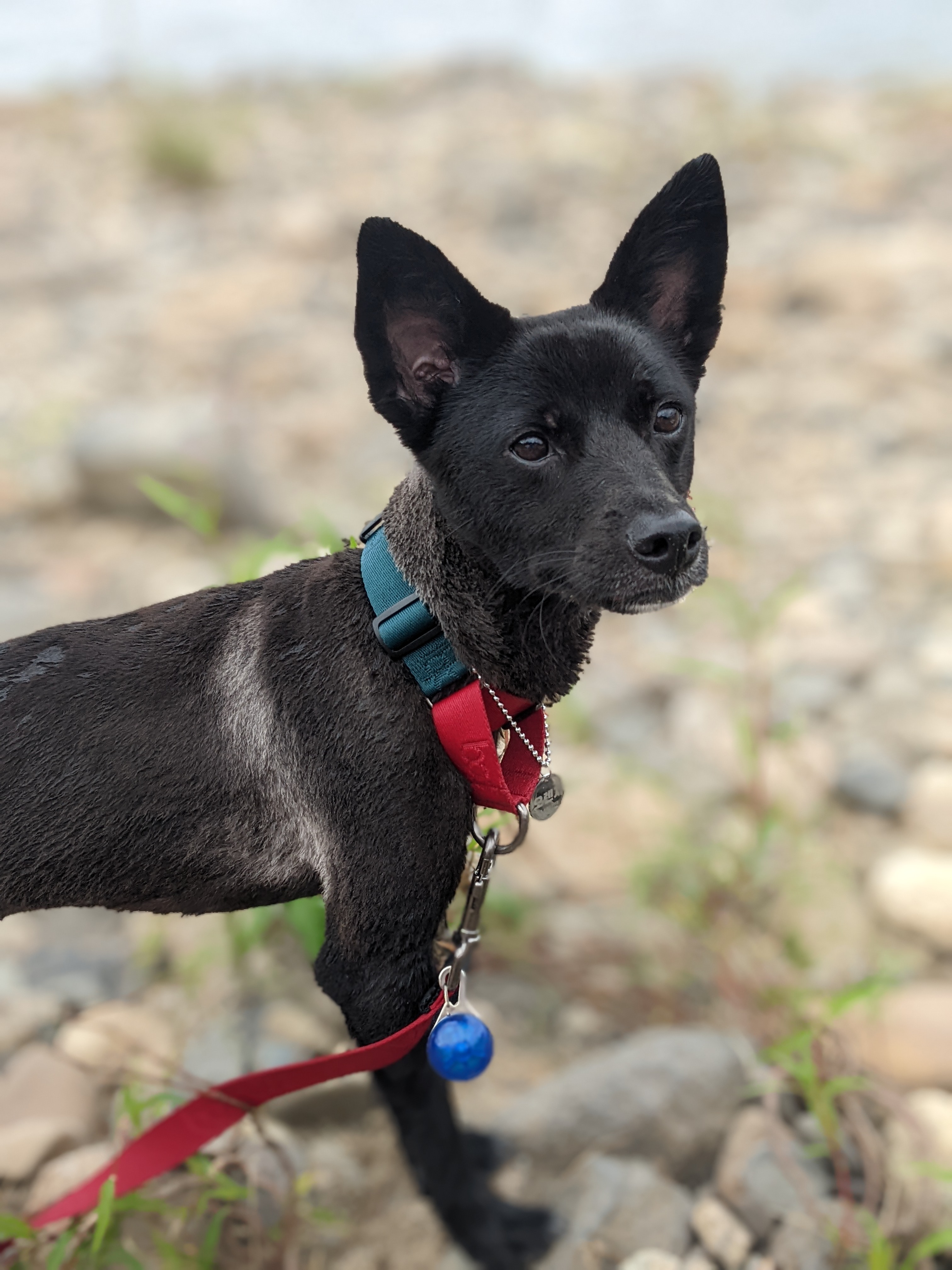 오렌지(트러플) 임보 1개월 후기