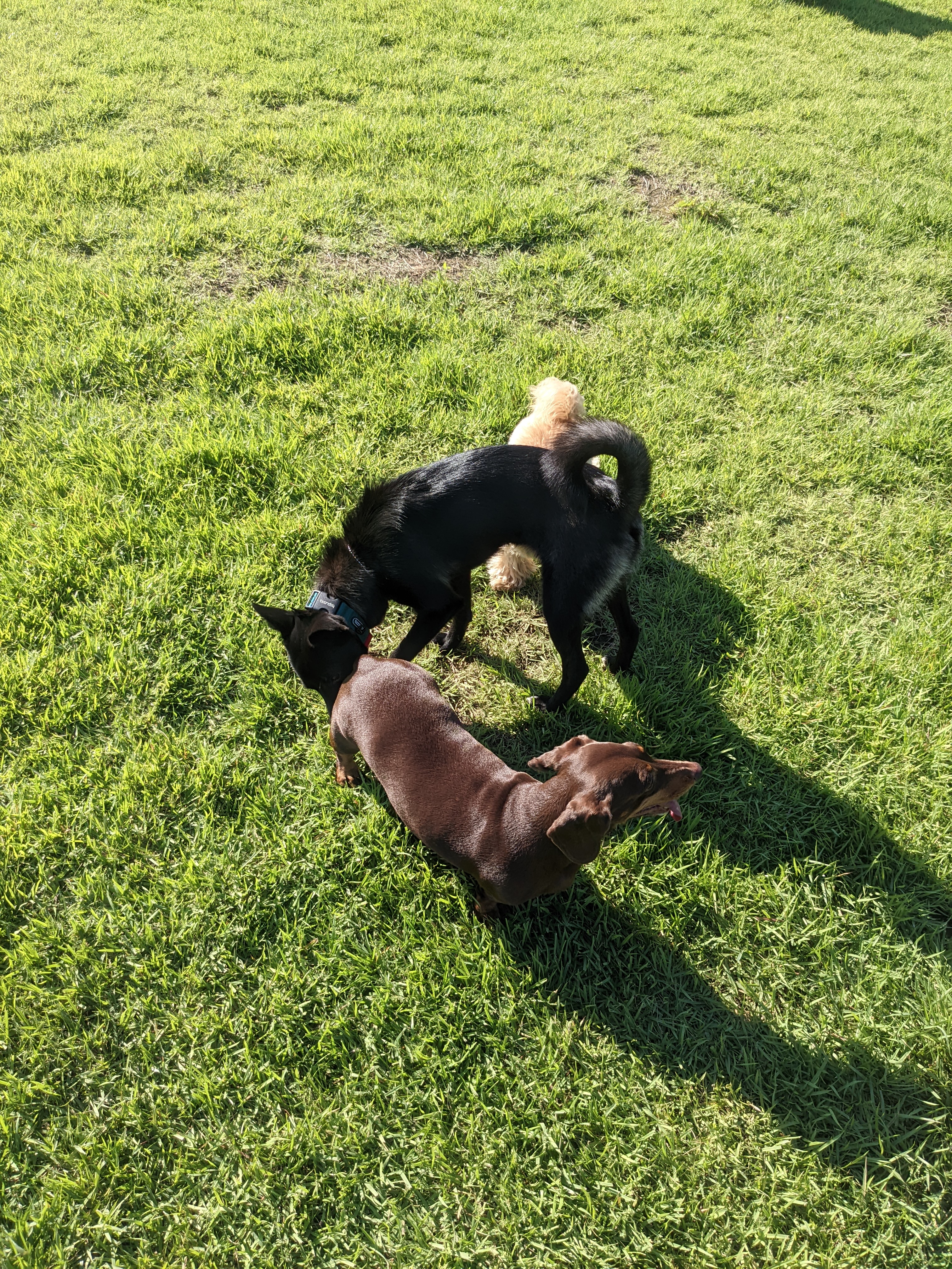 오렌지(트러플) 임보 1개월 후기