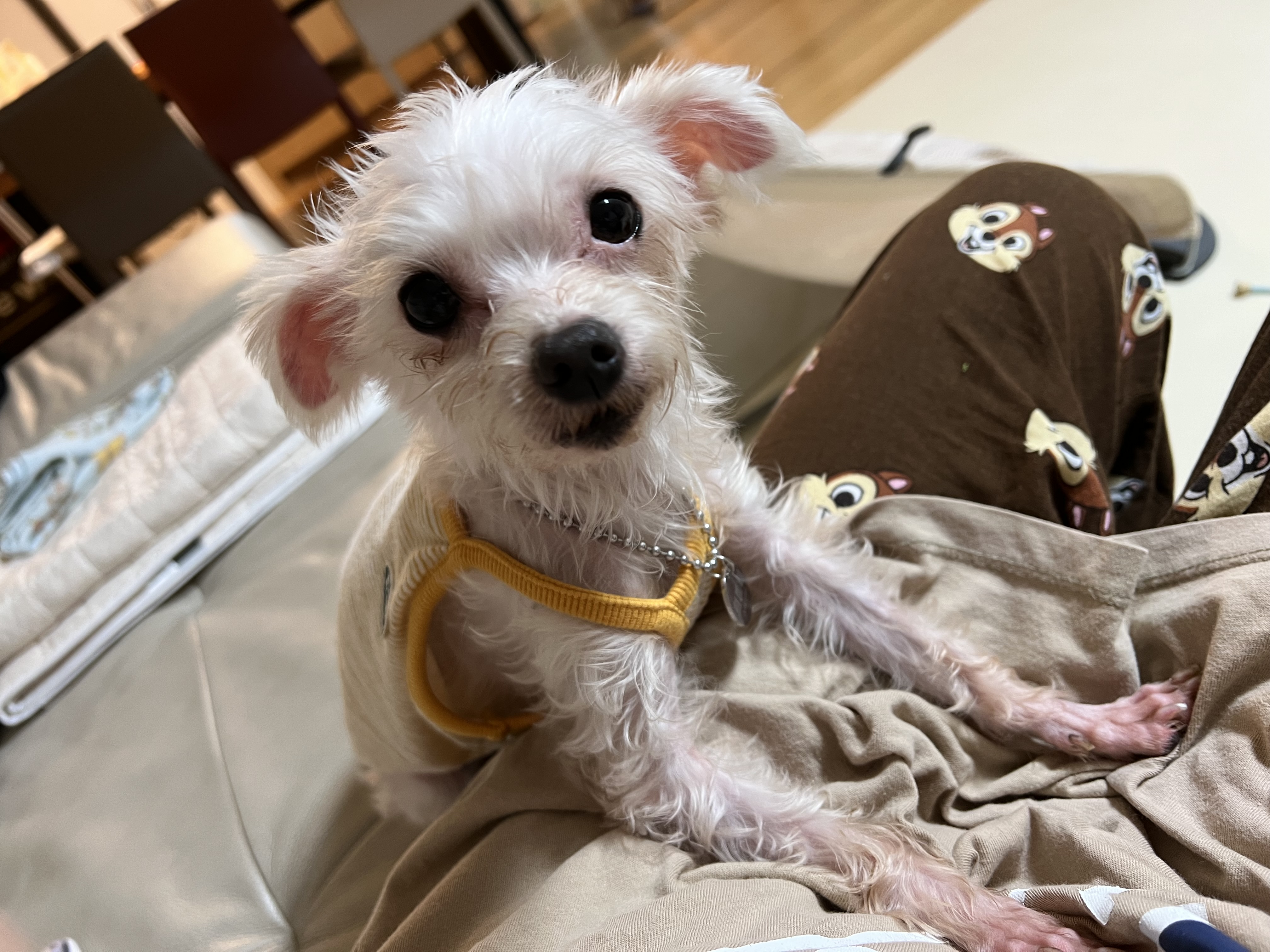 뚜이(전 오포) 임보 일주일 후기 