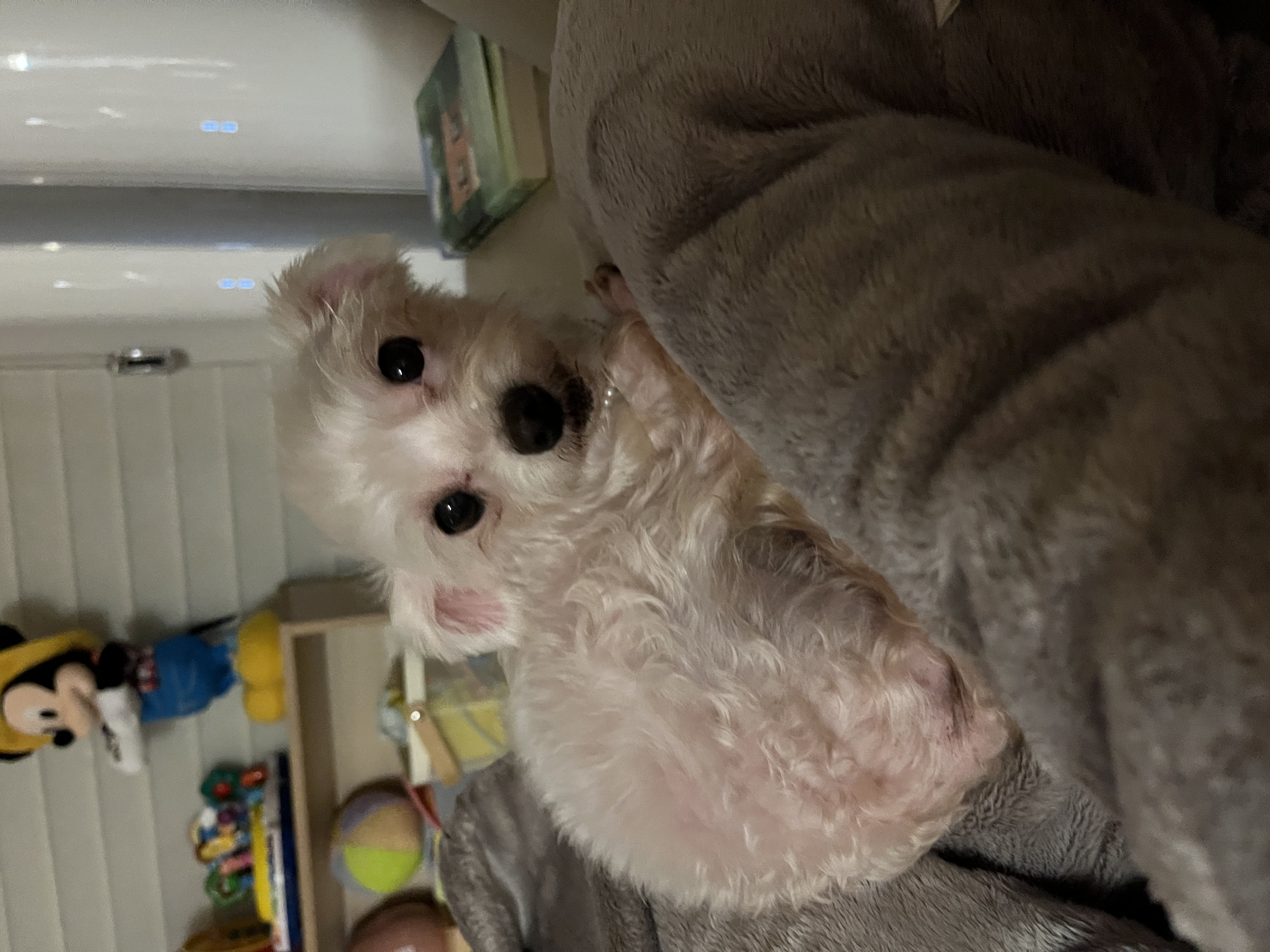 뚜이(전 오포) 임보 일주일 후기 