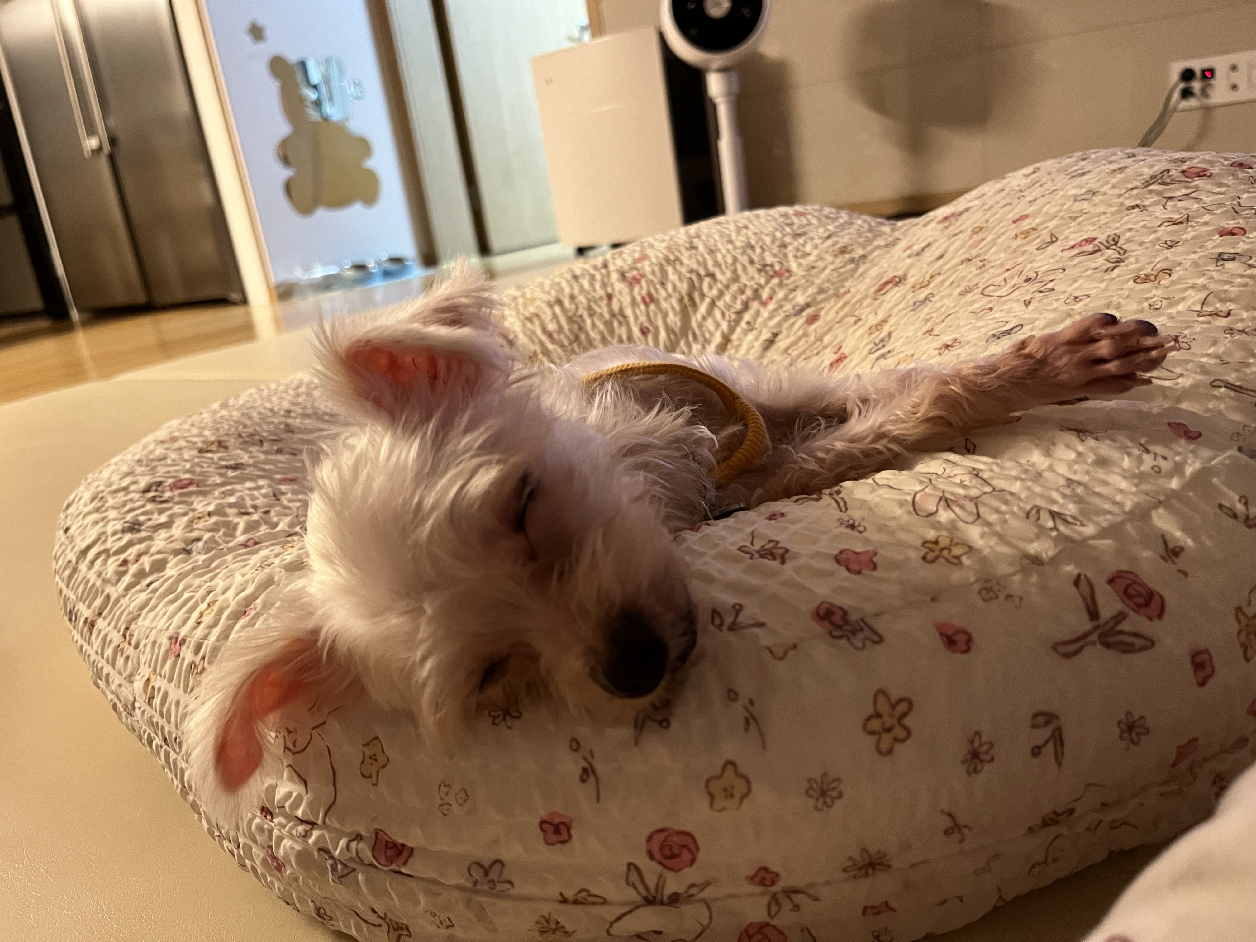 뚜이(전 오포) 임보 일주일 후기 