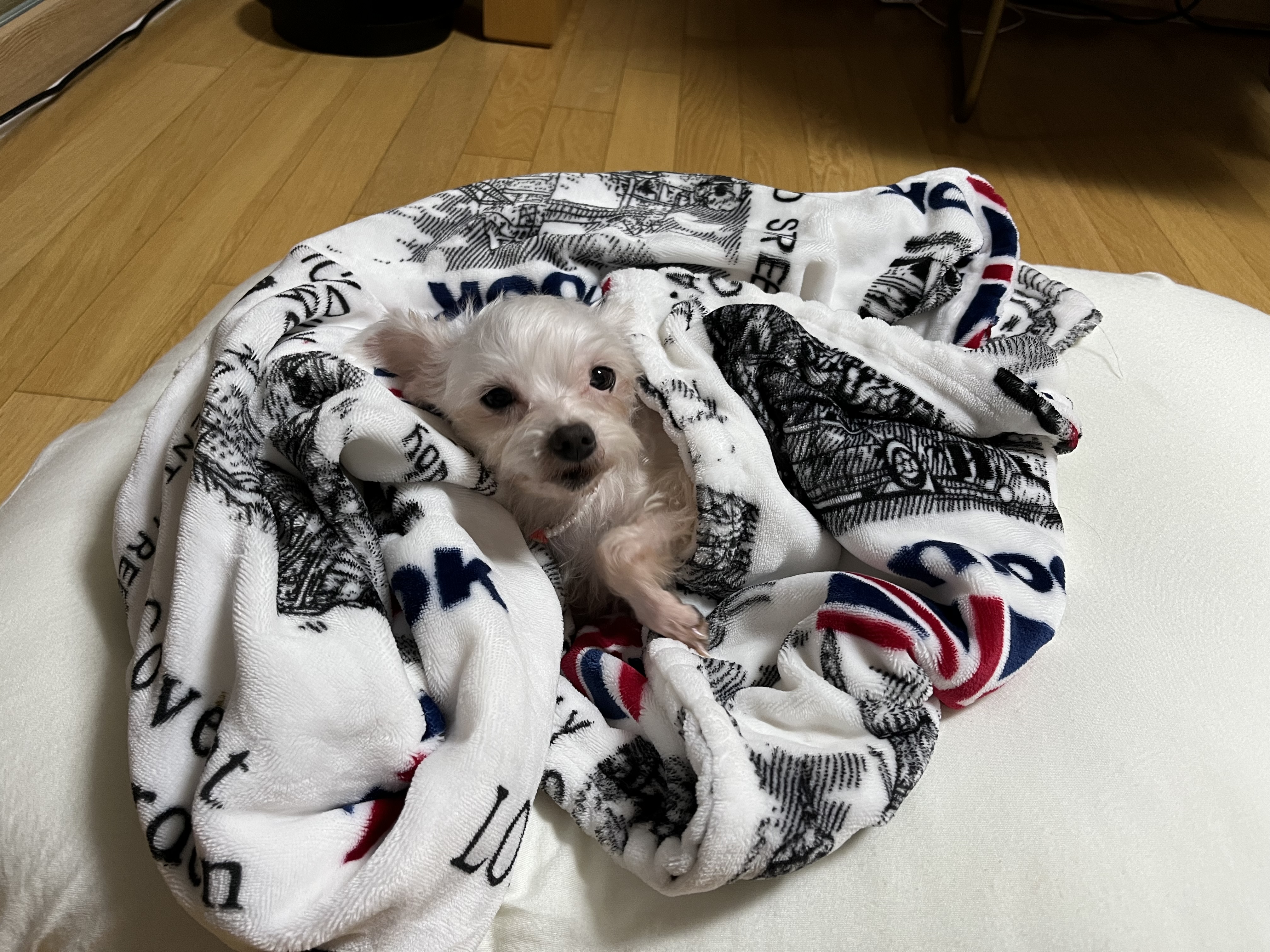 뚜이(전 오포) 임보 일주일 후기 