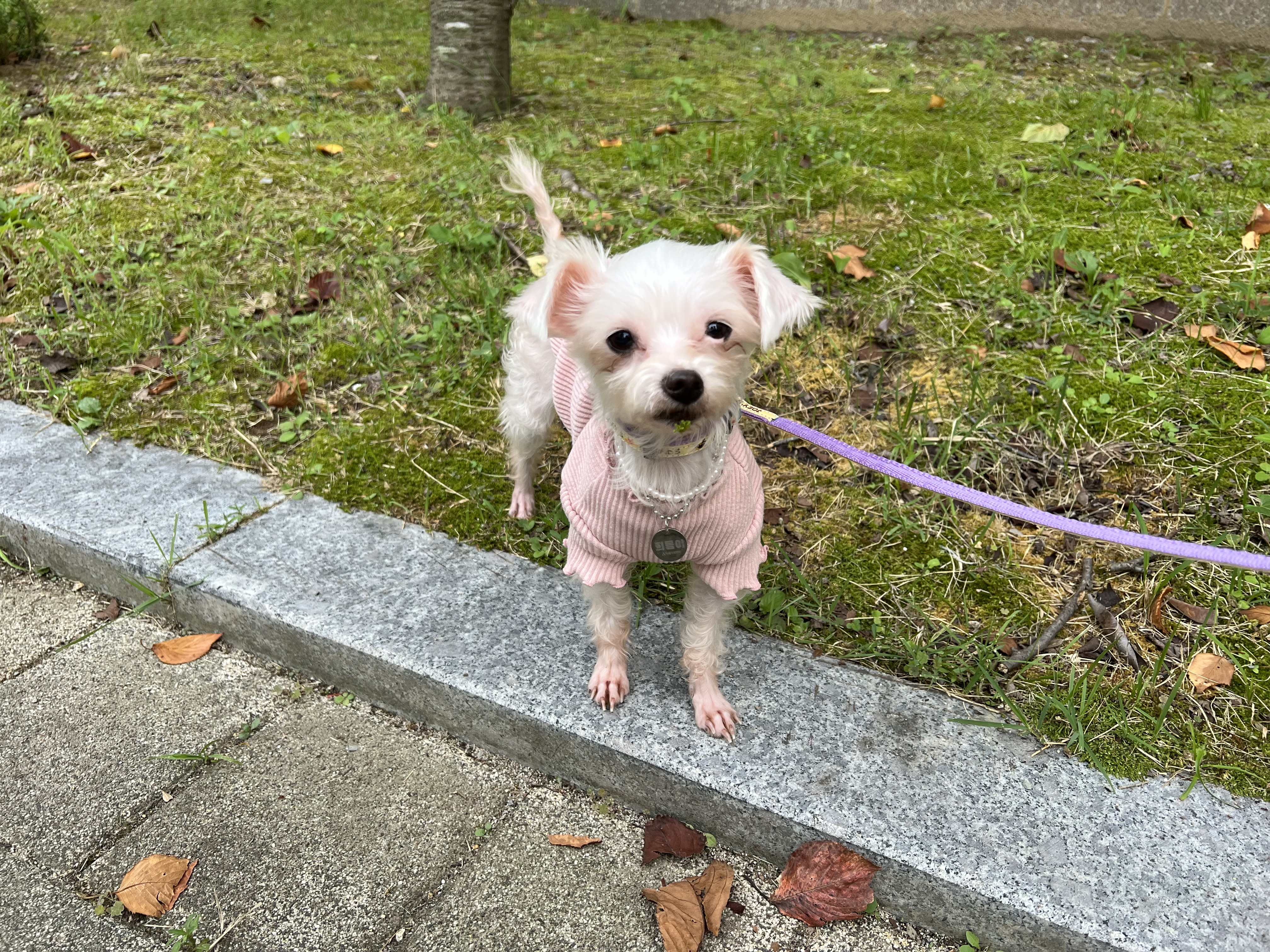 뚜이(전 오포) 임보 일주일 후기 