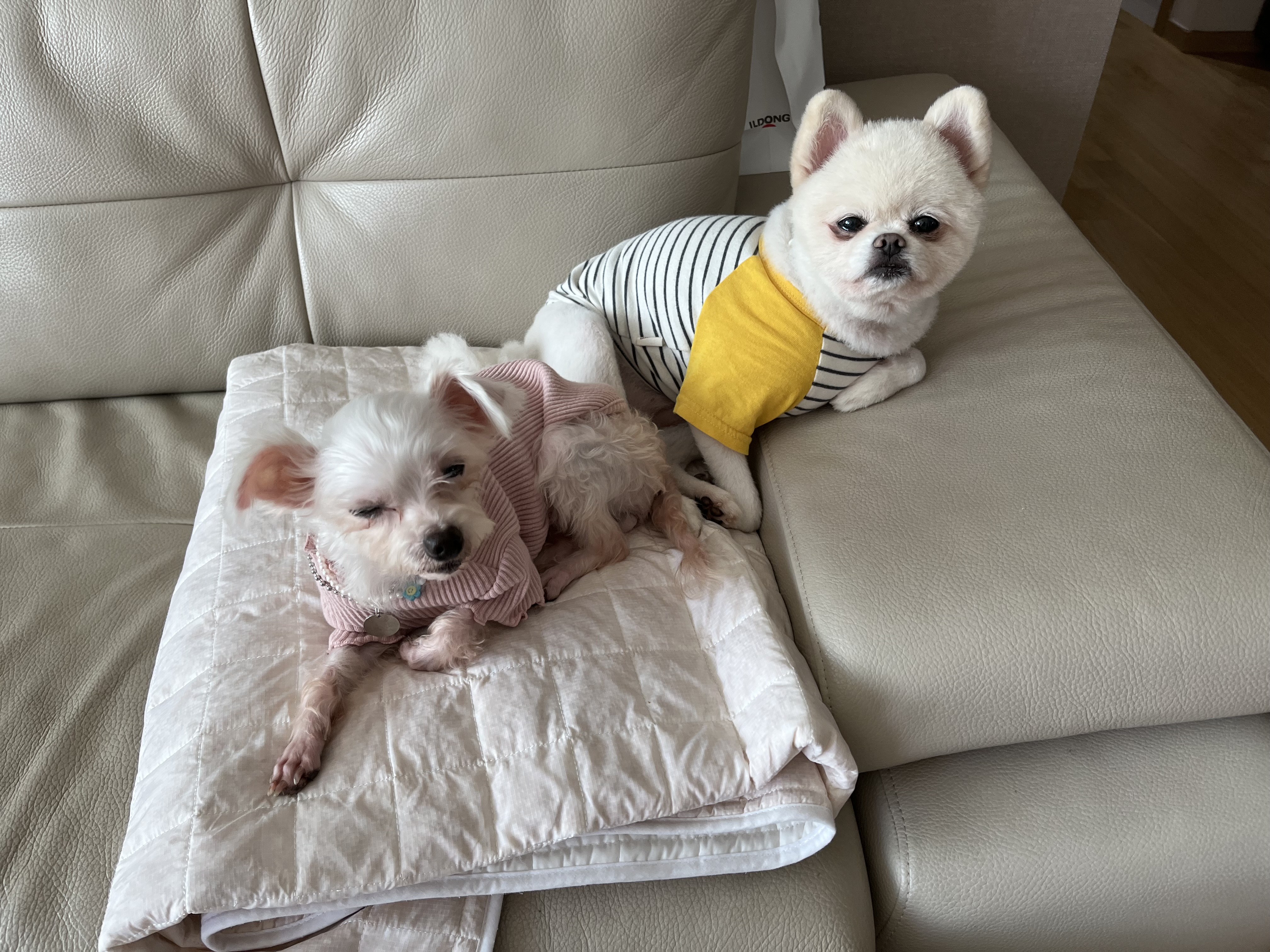 뚜이(전 오포) 임보 일주일 후기 