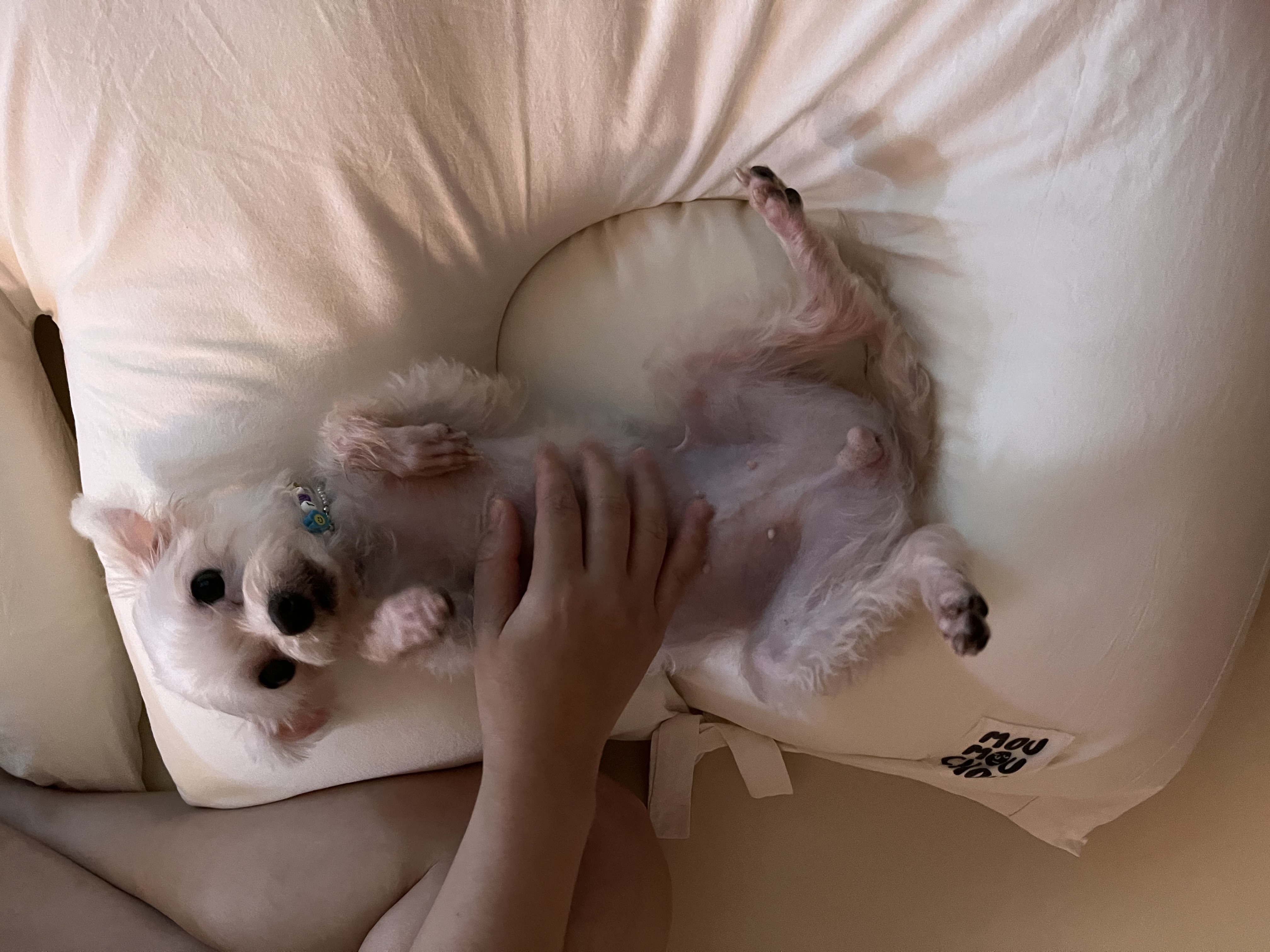 뚜이(전 오포) 임보 일주일 후기 