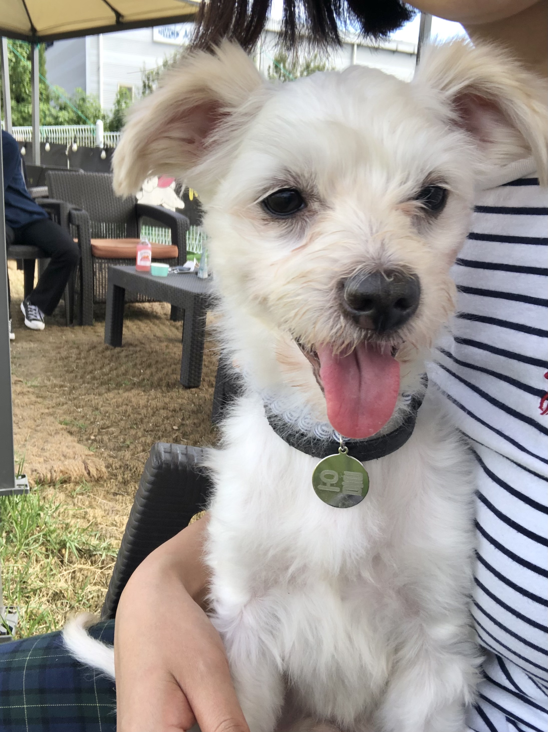 오름(아산구조견 미도)