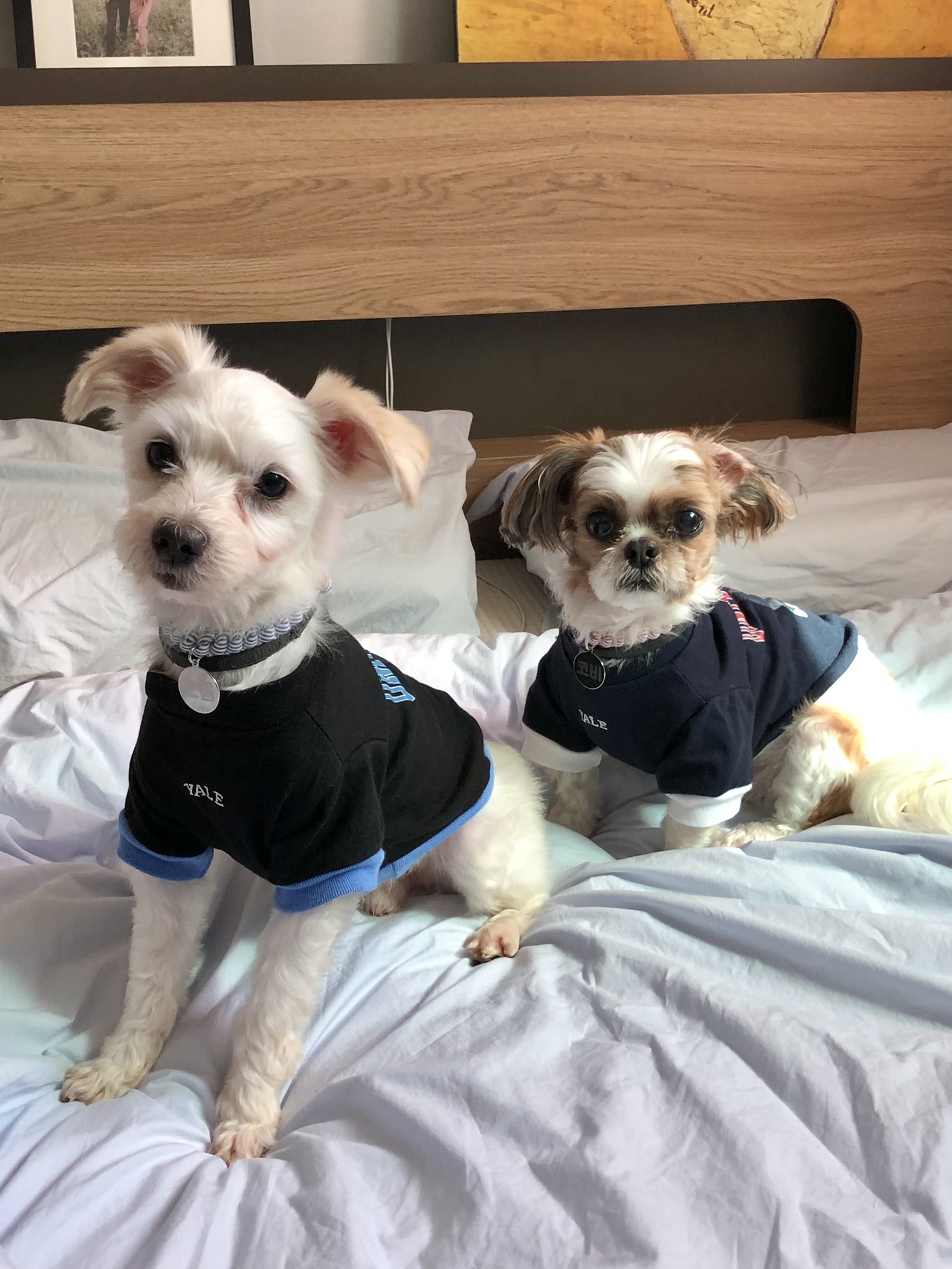 오름(아산구조견 미도)