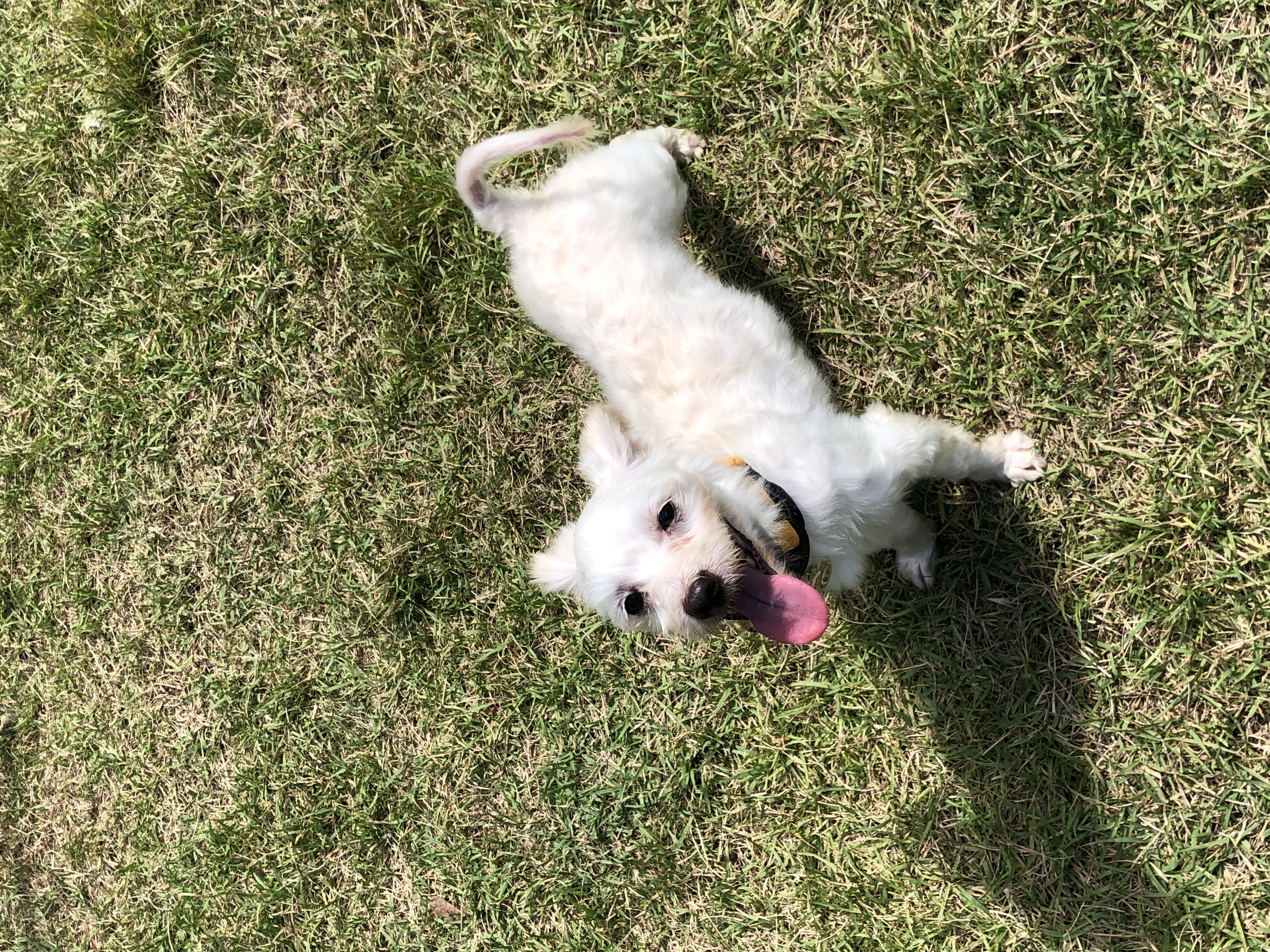 오름(아산구조견 미도)