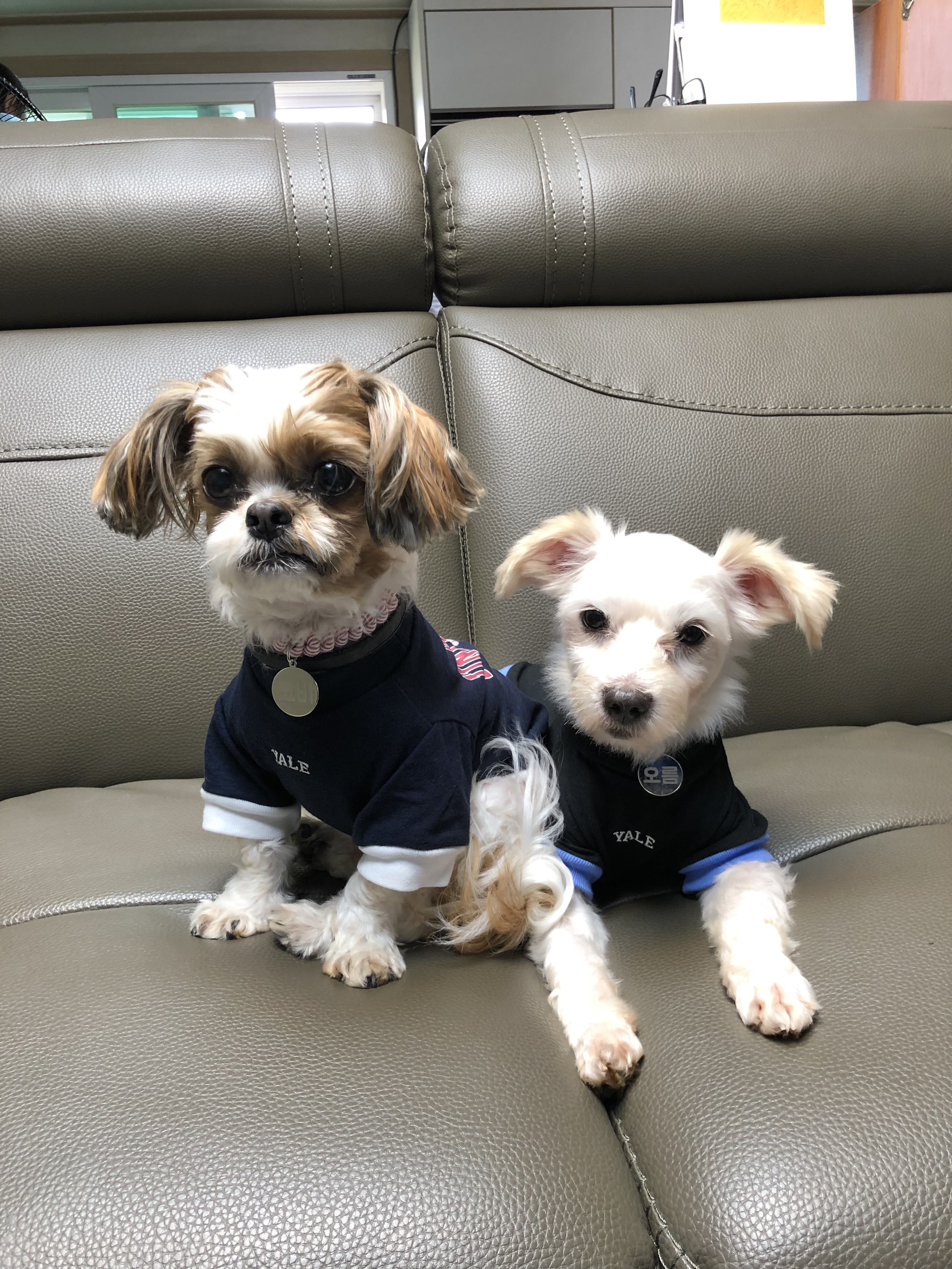 오름(아산구조견 미도)