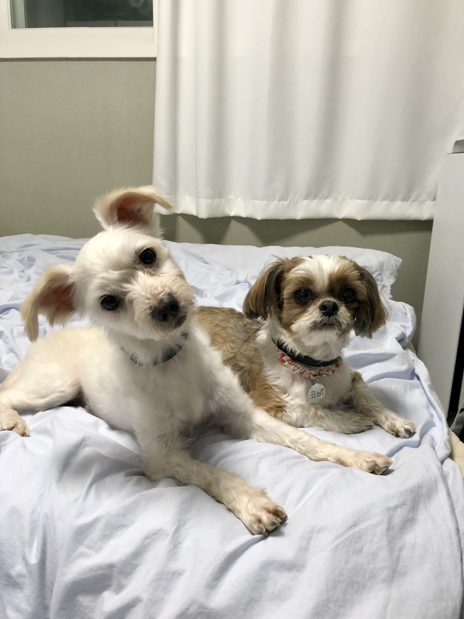 오름(아산구조견 미도)