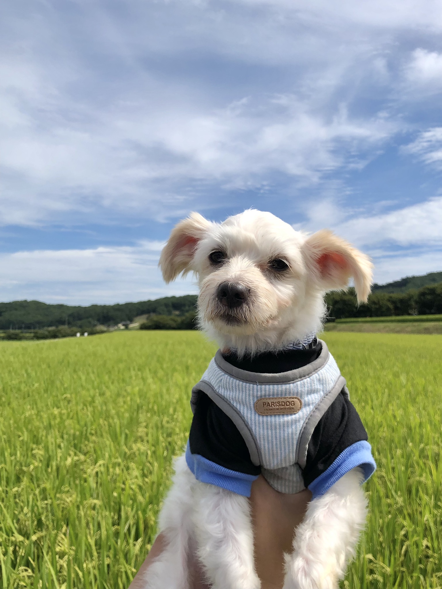 오름(아산구조견 미도)