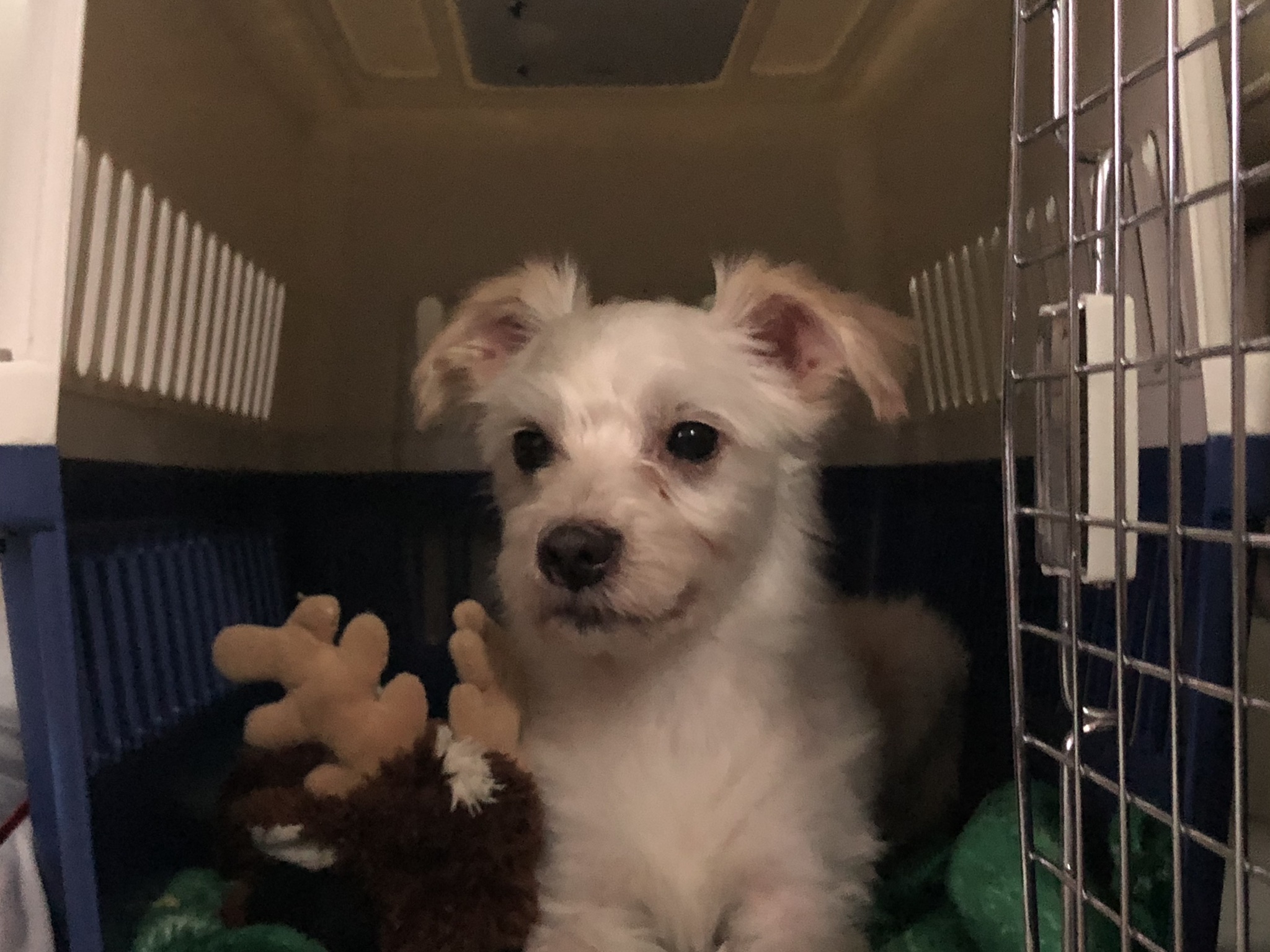 오름(아산구조견 미도)