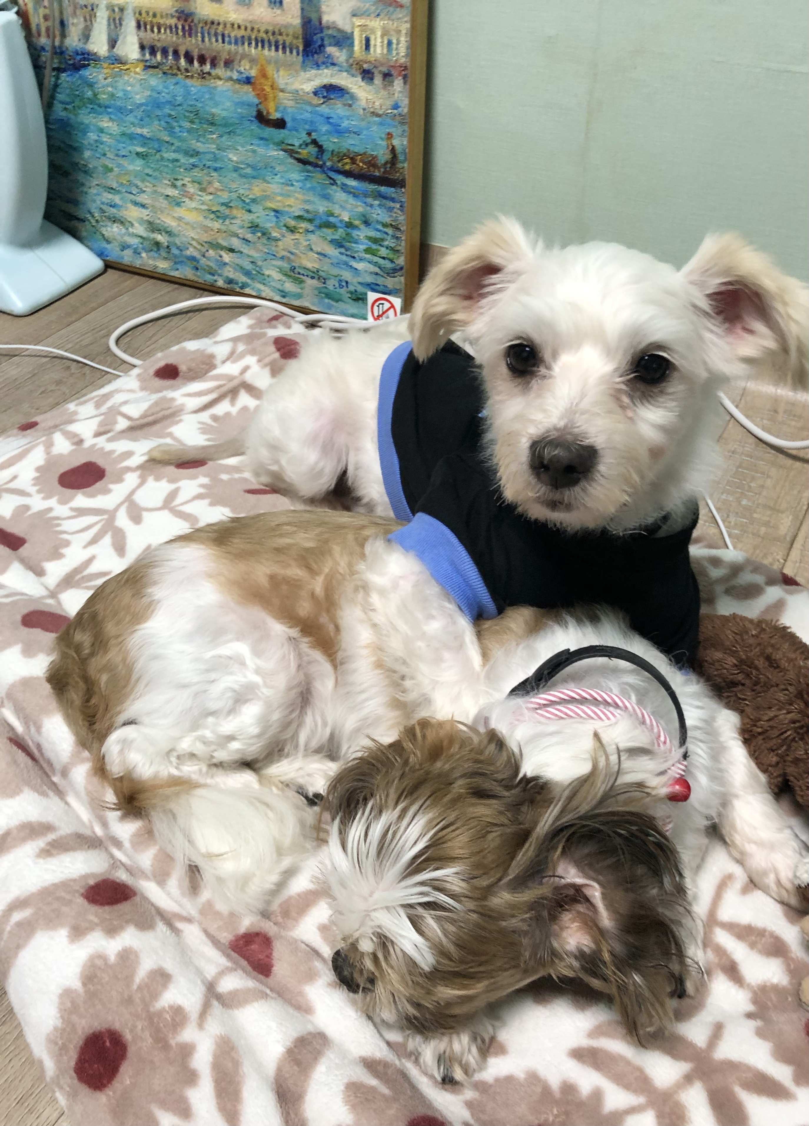 오름(아산구조견 미도)