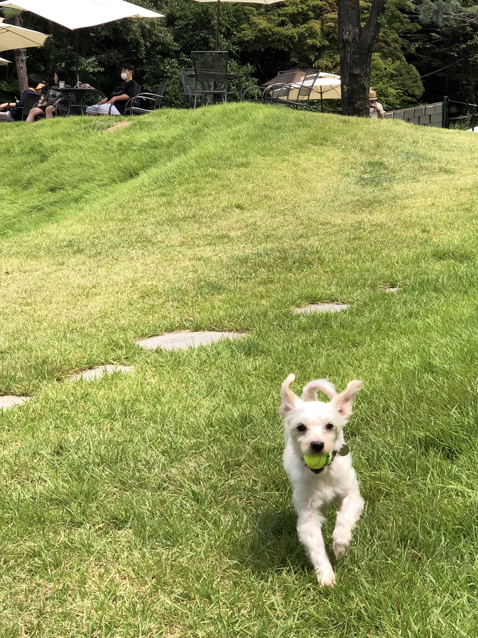 오름(아산구조견 미도)