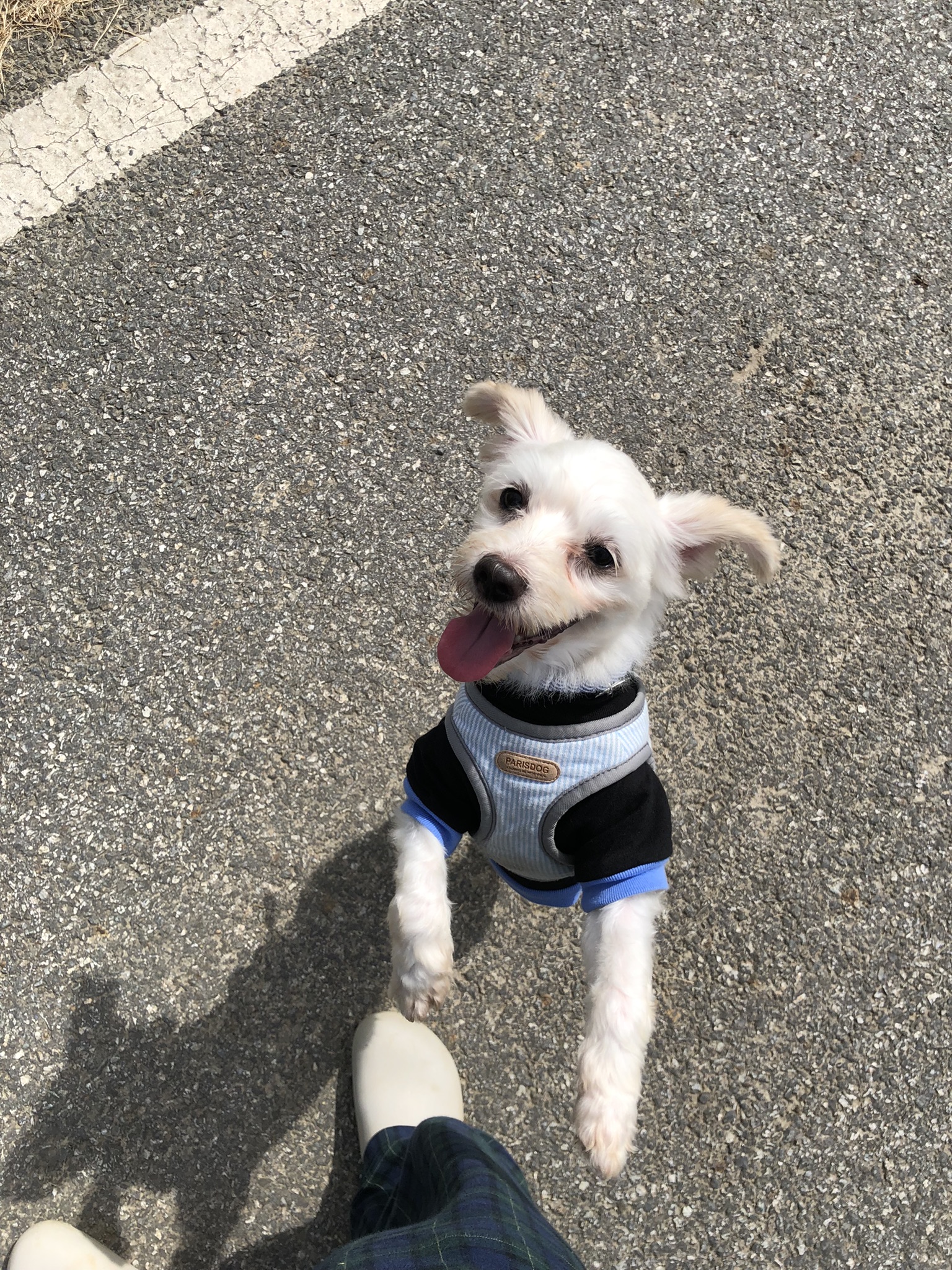 오름(아산구조견 미도)