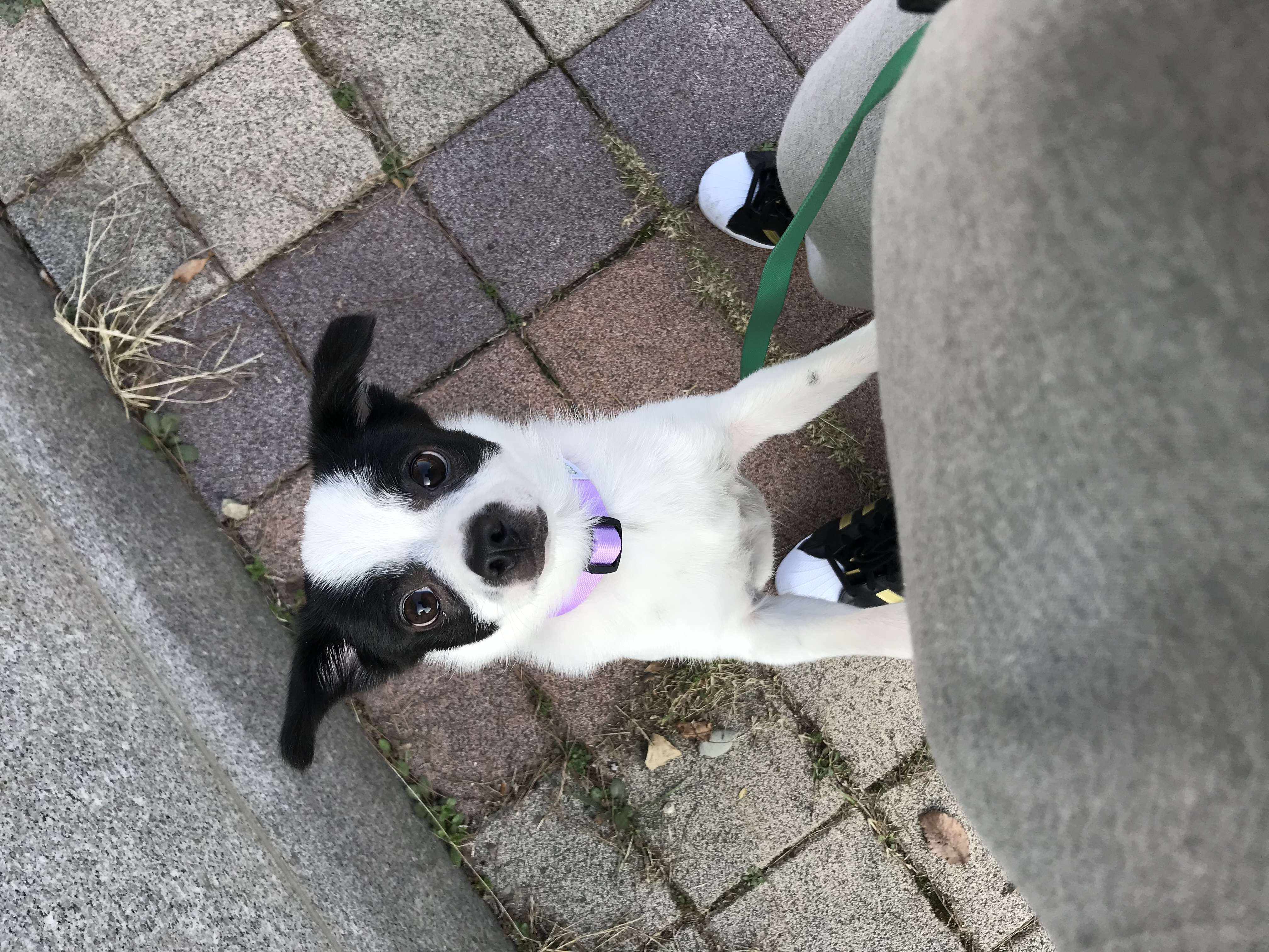 가을이(모뜨)와 1년~