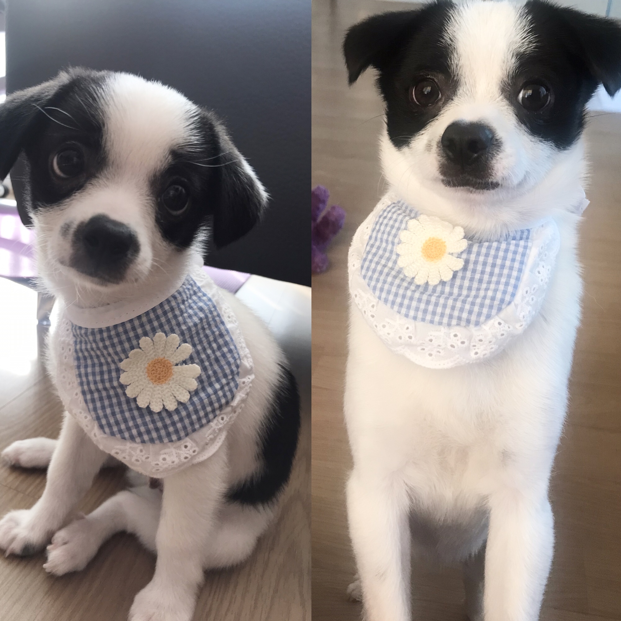 가을이(모뜨)와 1년~