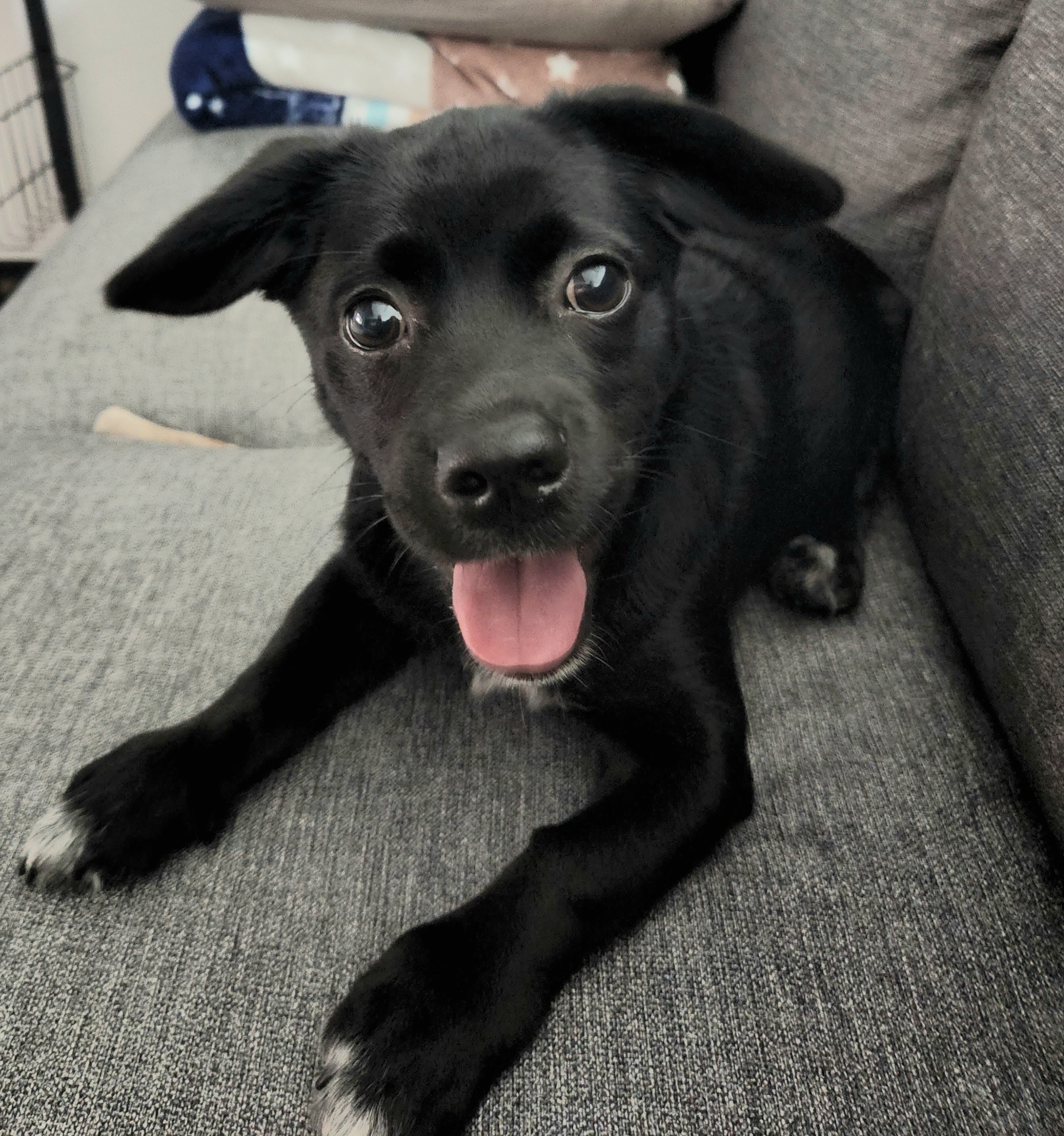 까미(반양이)가 온 지 3달 되었습니다