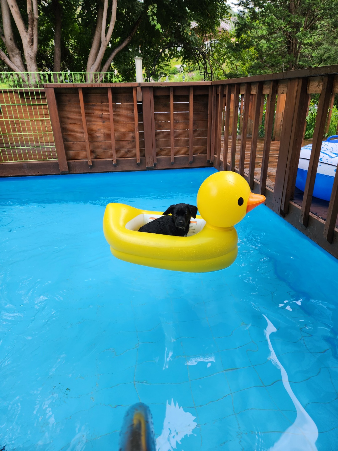 까미(반양이)가 온 지 3달 되었습니다