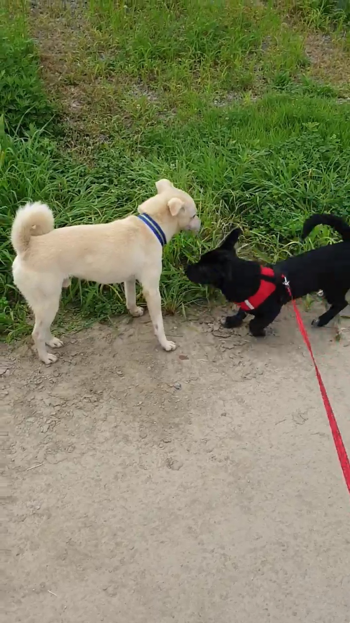 까미(반양이)가 온 지 3달 되었습니다