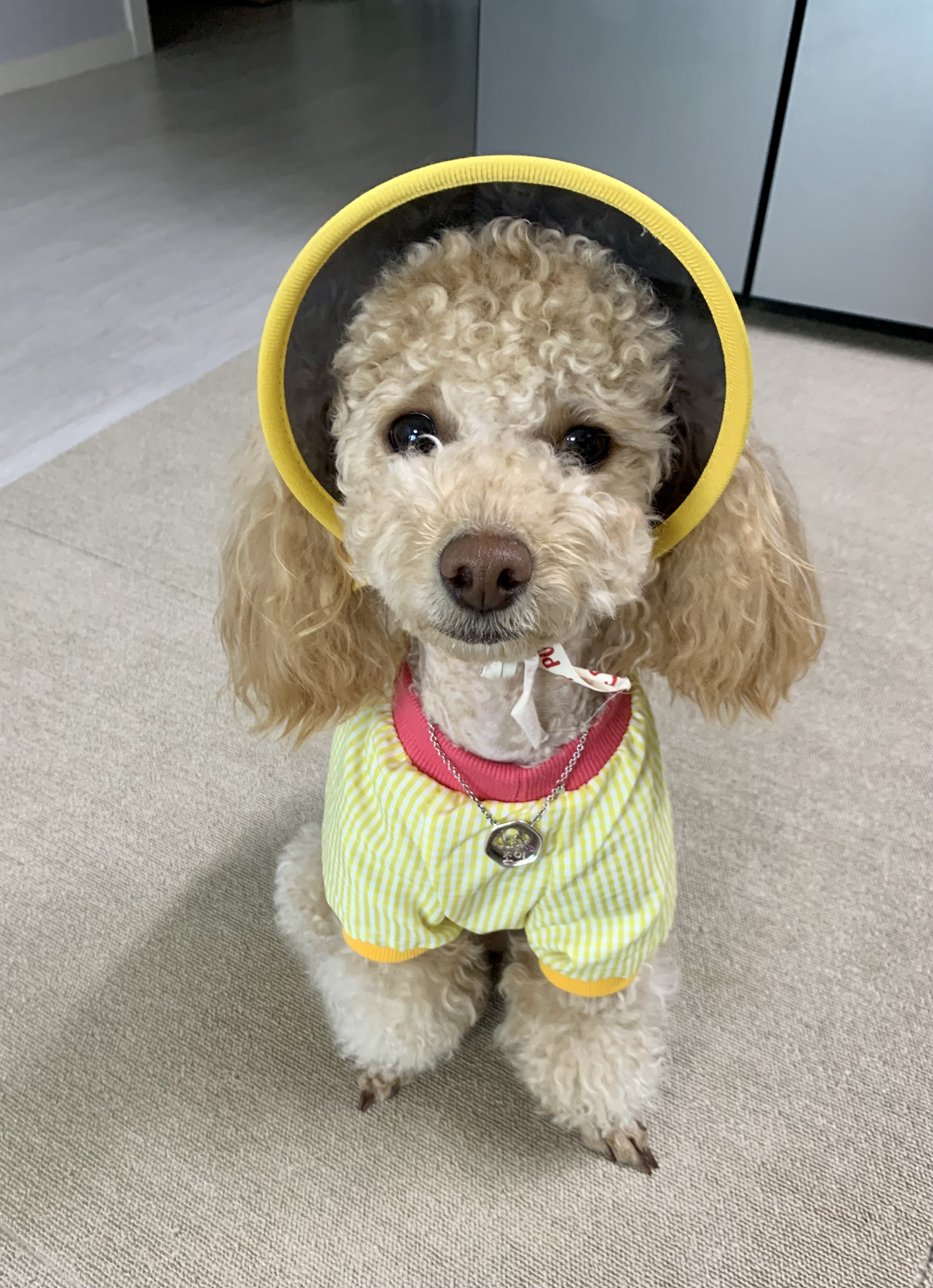 초이랑 1년6개월(곤지암-해삼)