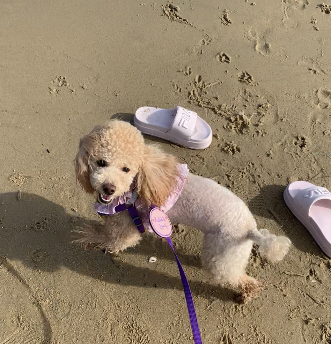 초이랑 1년6개월(곤지암-해삼)