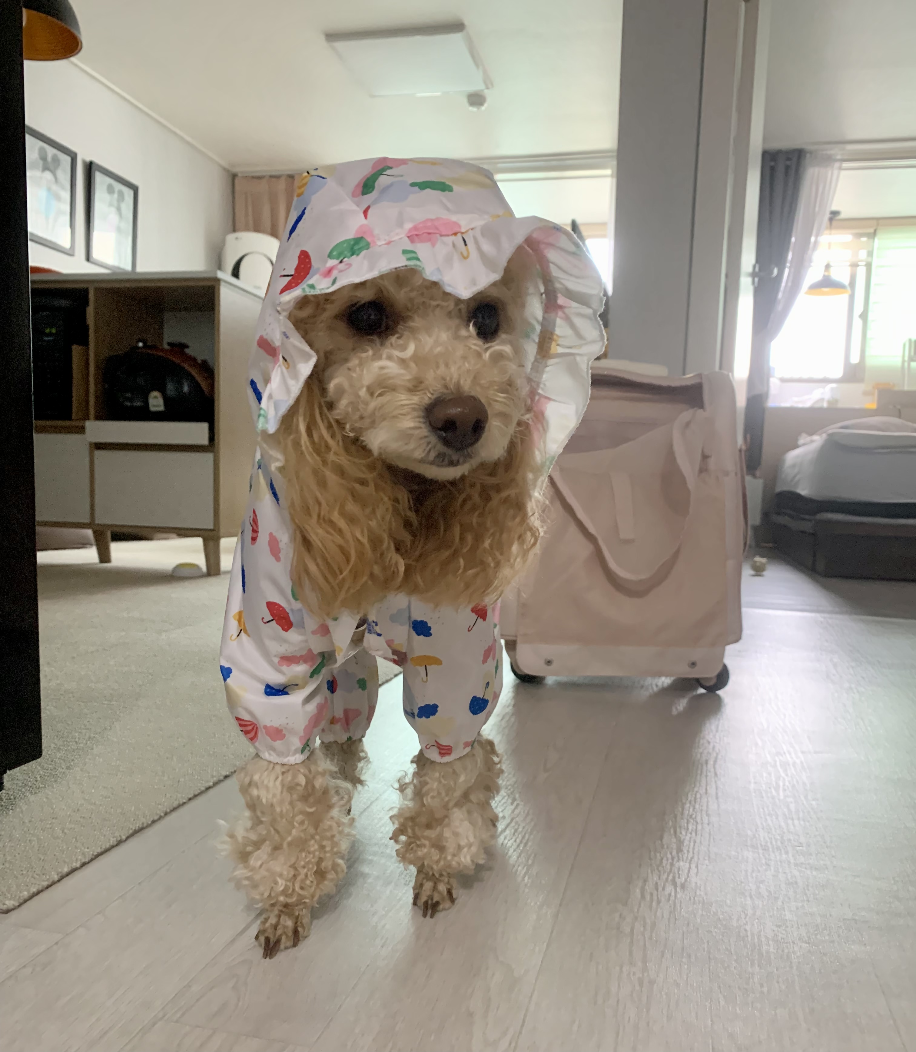 초이랑 1년6개월(곤지암-해삼)