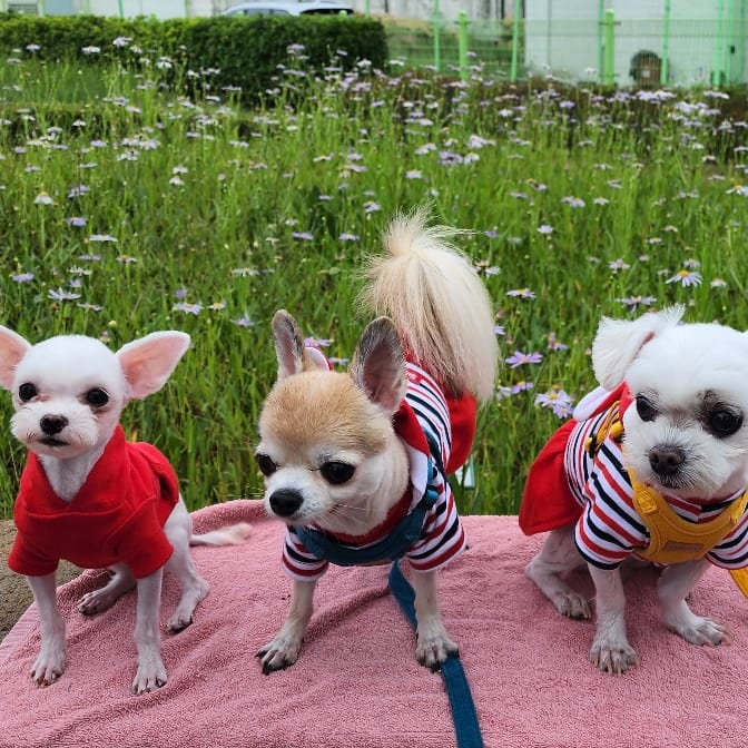 아산구조견 엄지 입양 한달후기입니다.