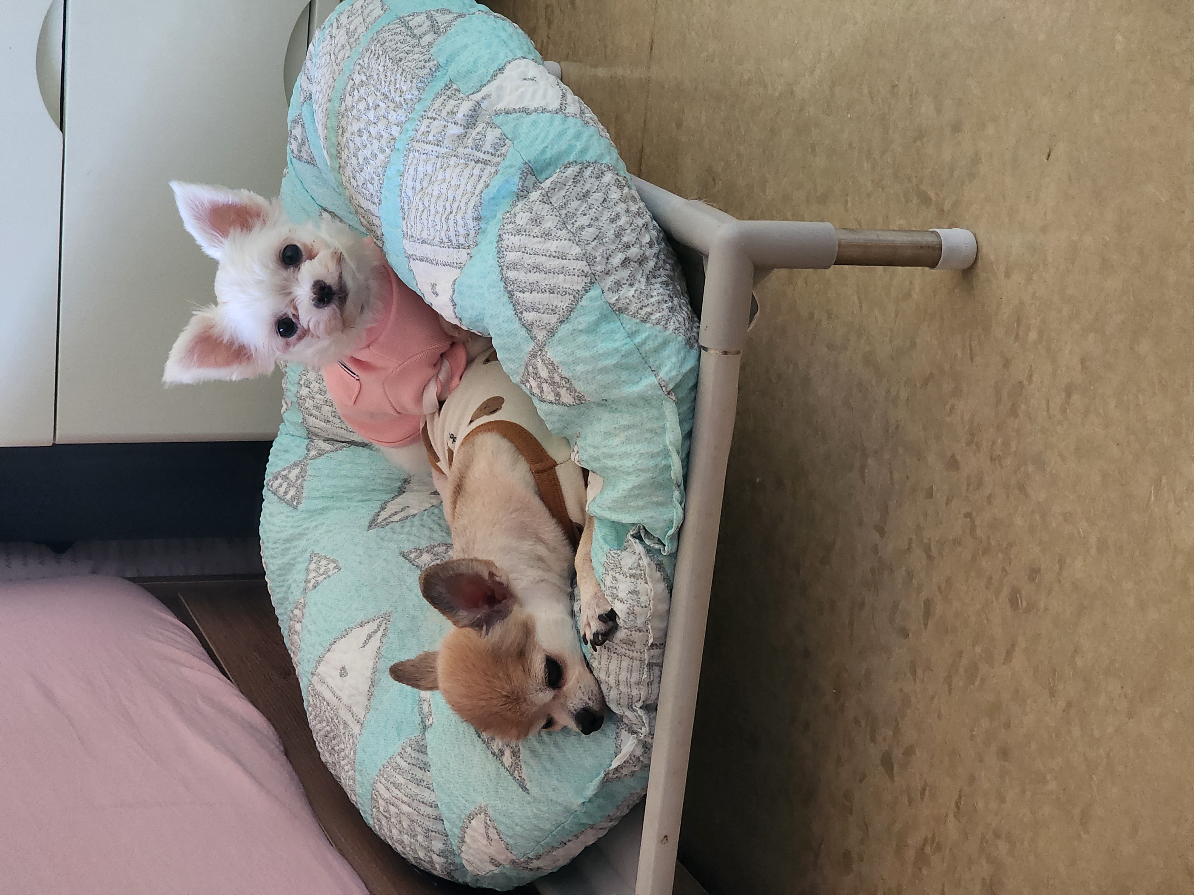 아산구조견 엄지 입양 한달후기입니다.