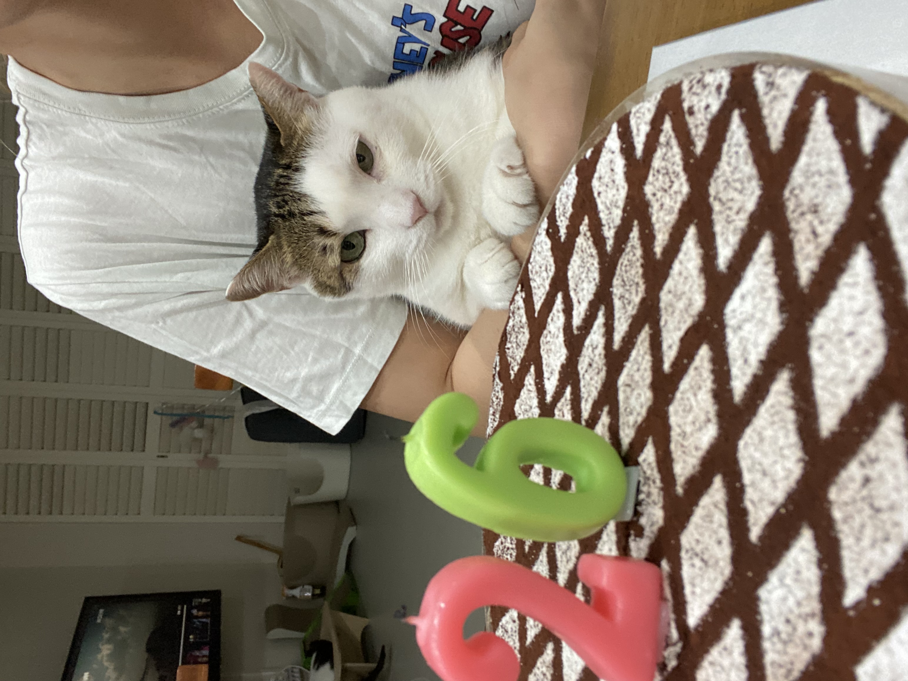 서창이의 입양일지1