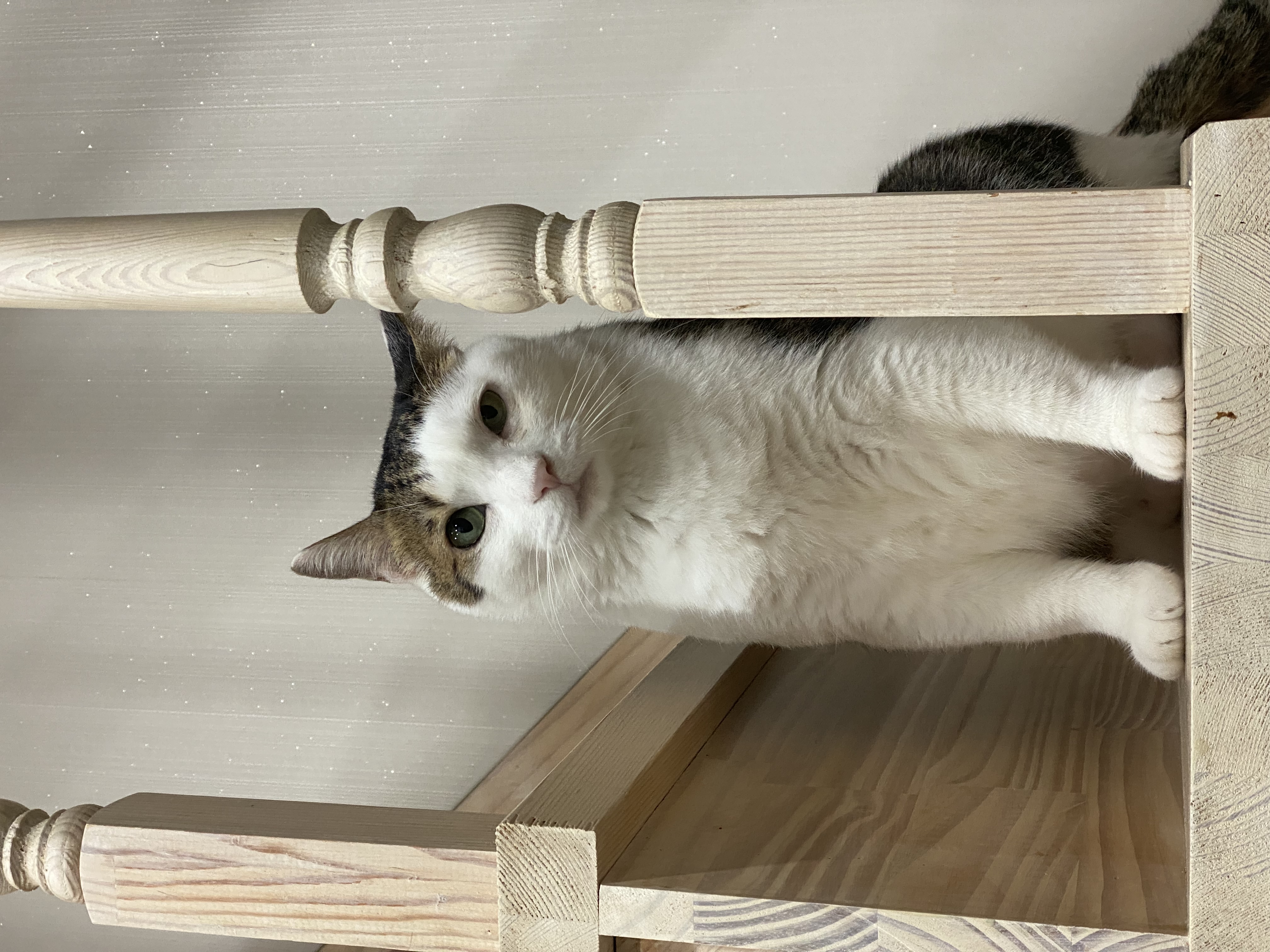 서창이의 입양일지1