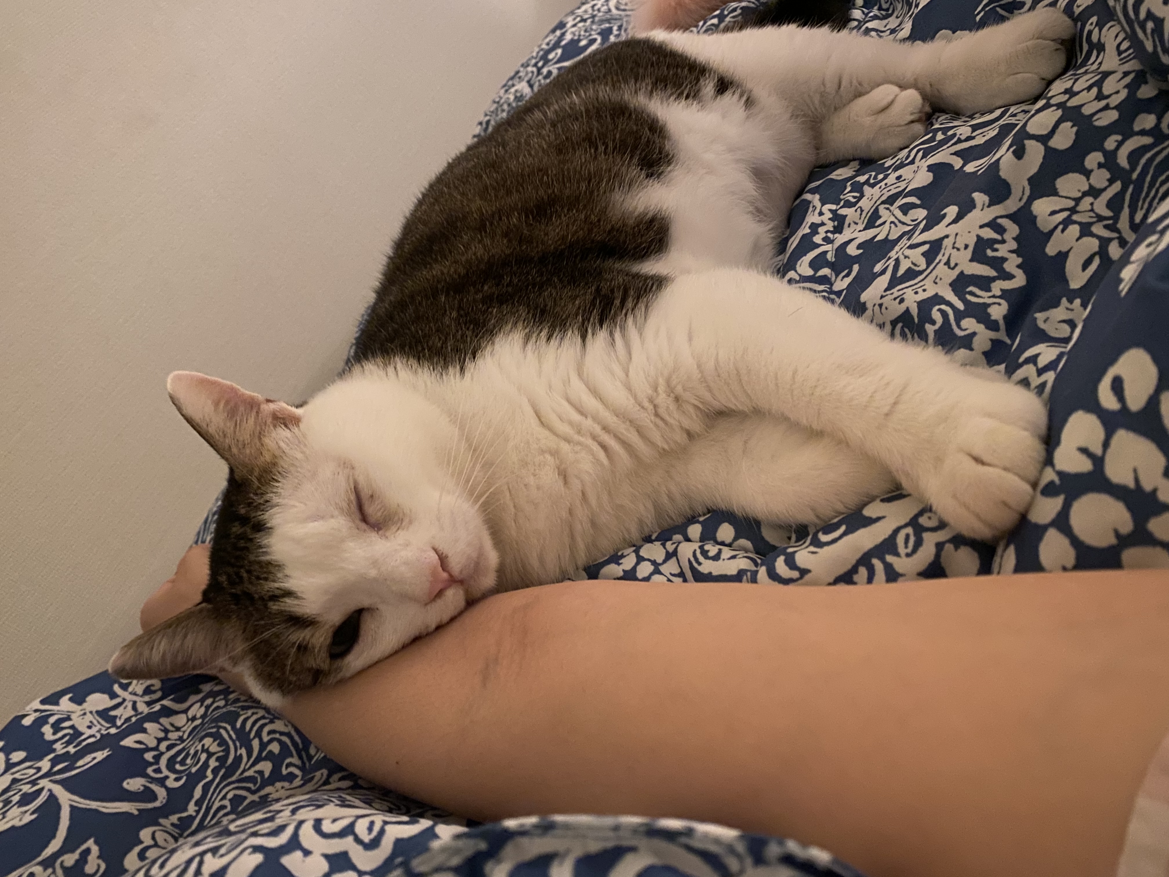 서창이의 입양일지1