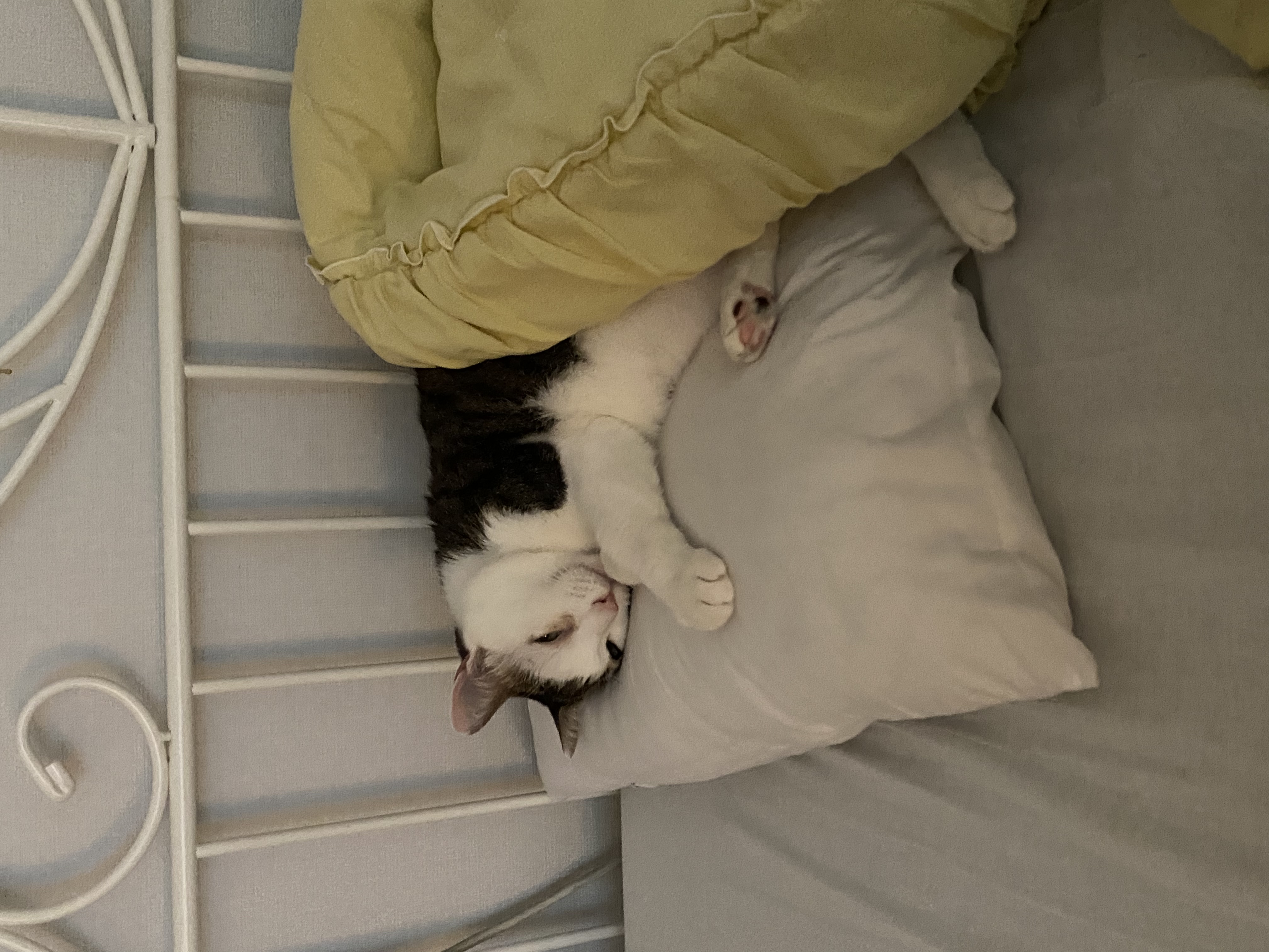 서창이의 입양일지1