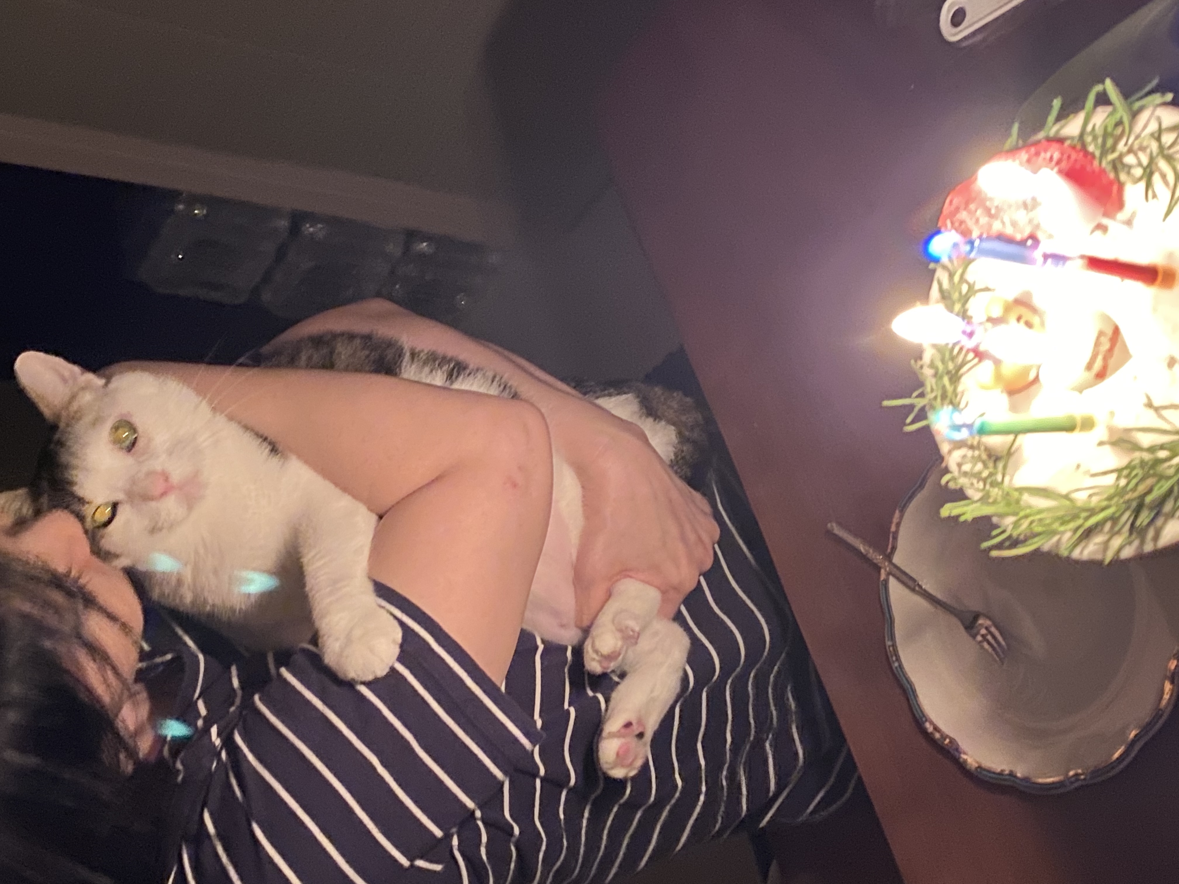 서창이의 입양일지1