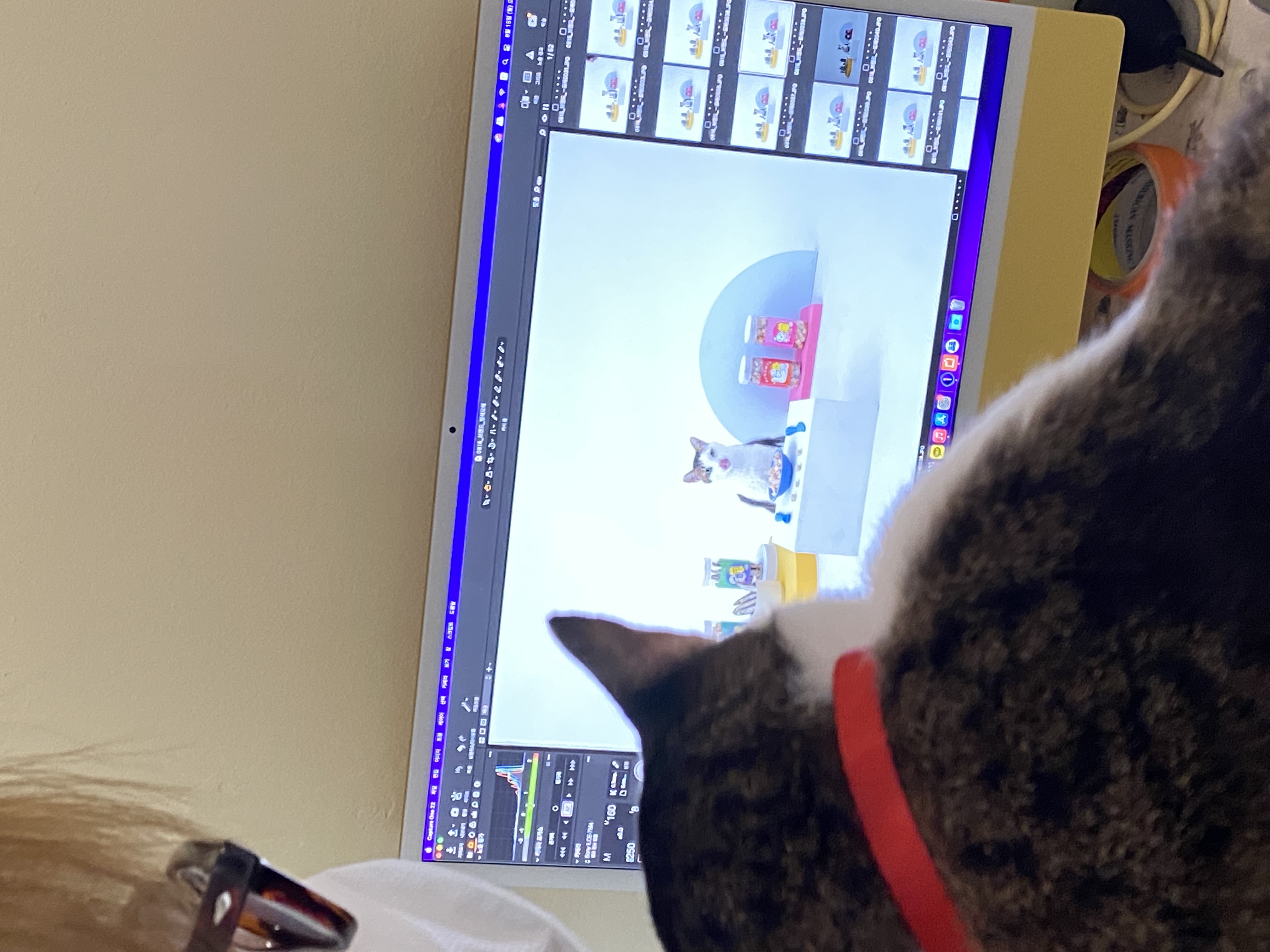 서창이의 입양일지1