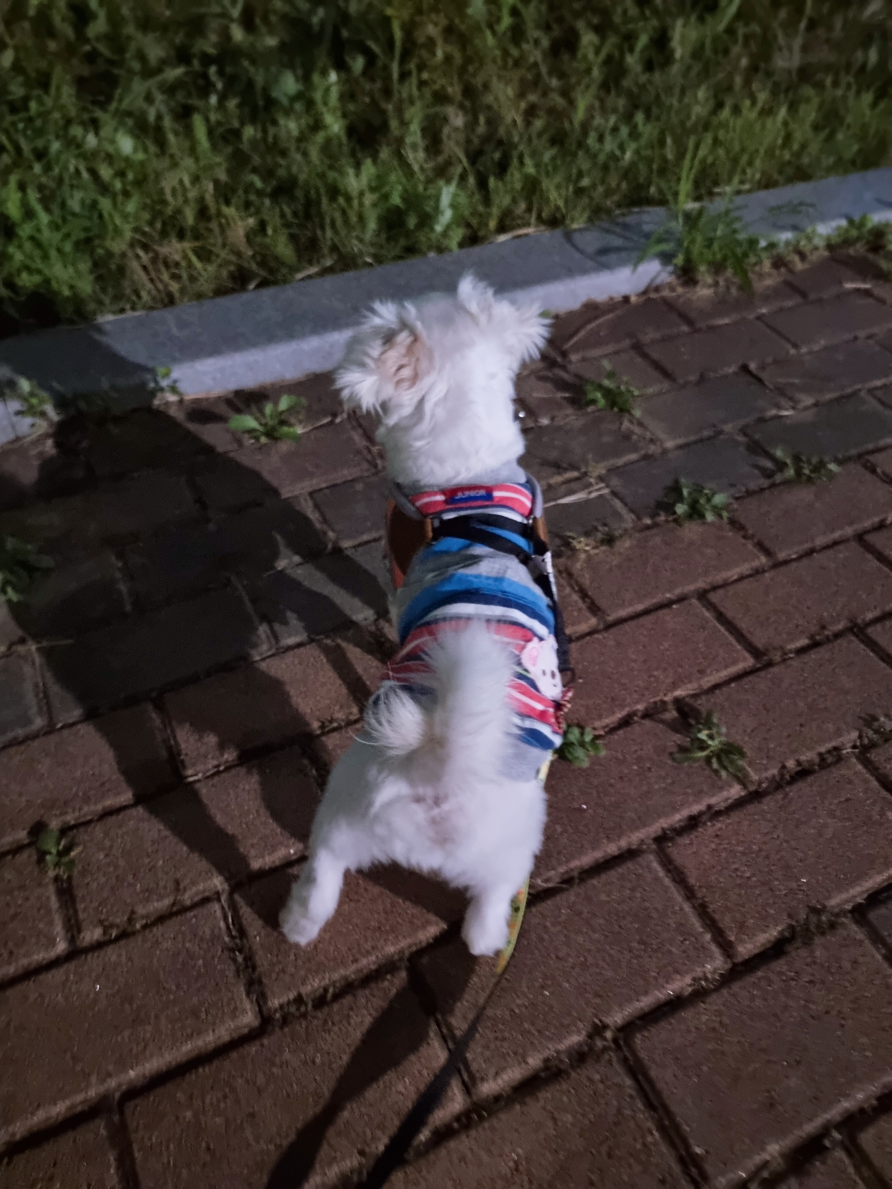 썬(포치)입양 한달이야기