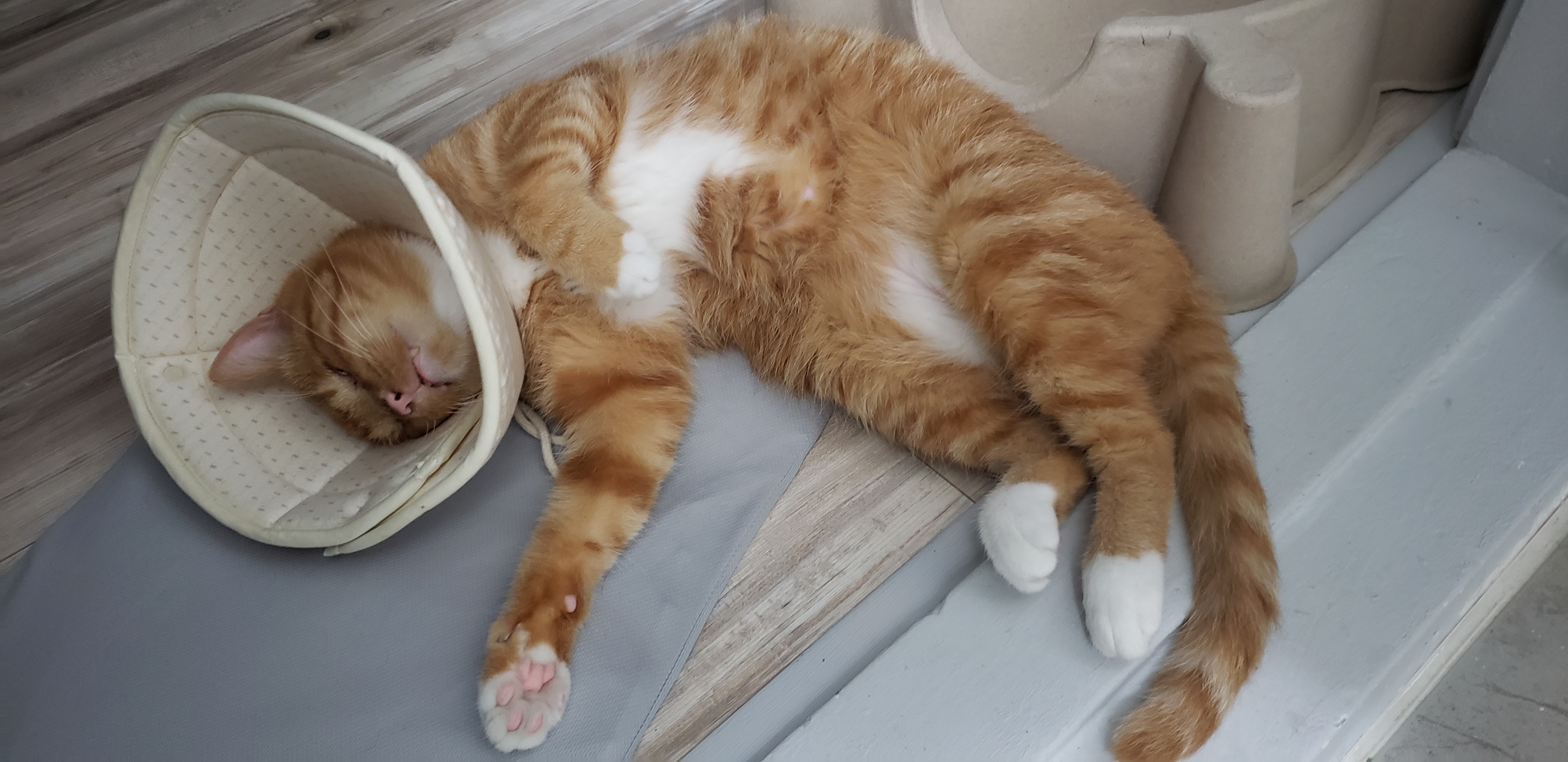 축 삐용이 입양 (임보 3개월차)