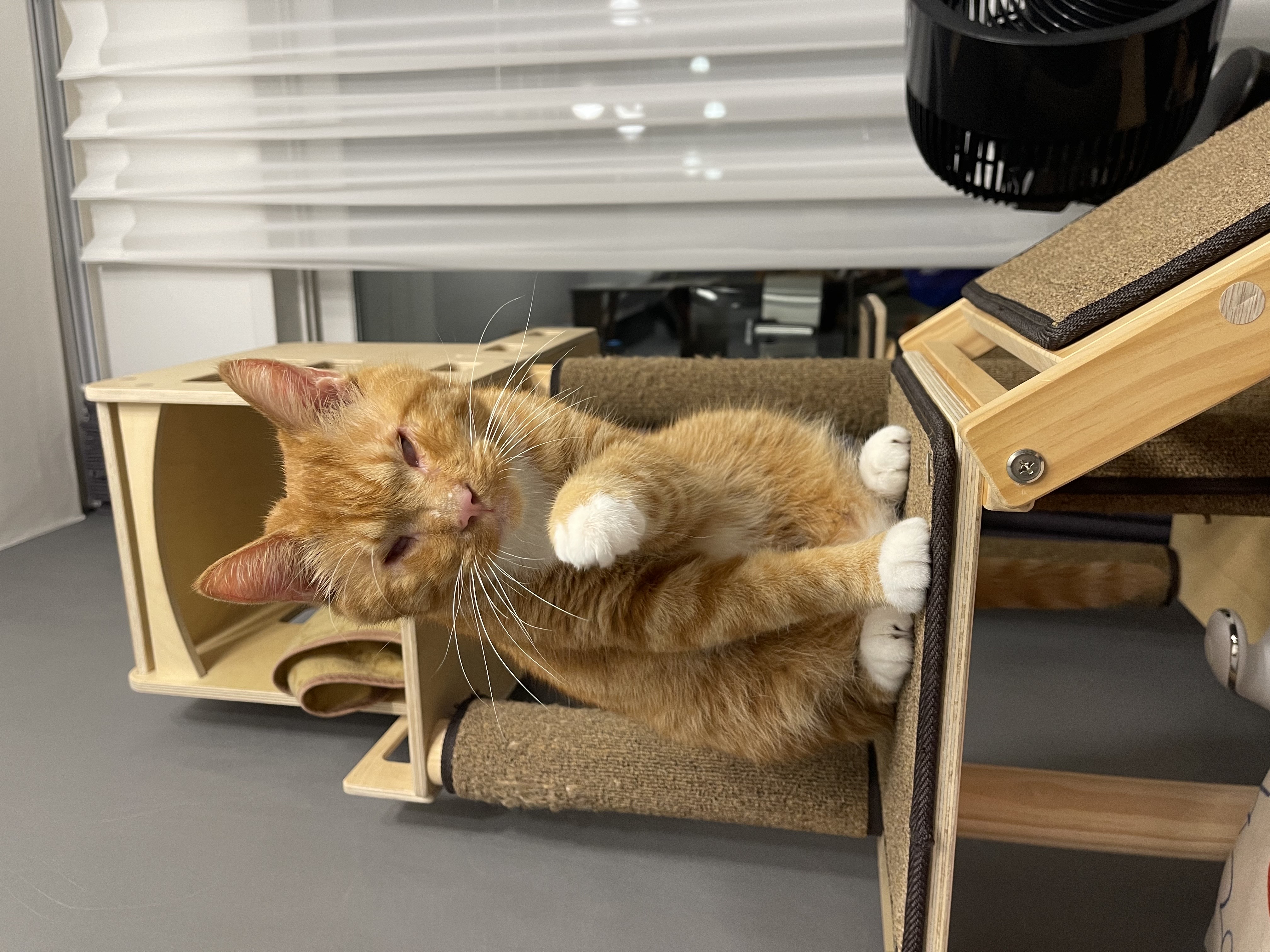 축 삐용이 입양 (임보 3개월차)