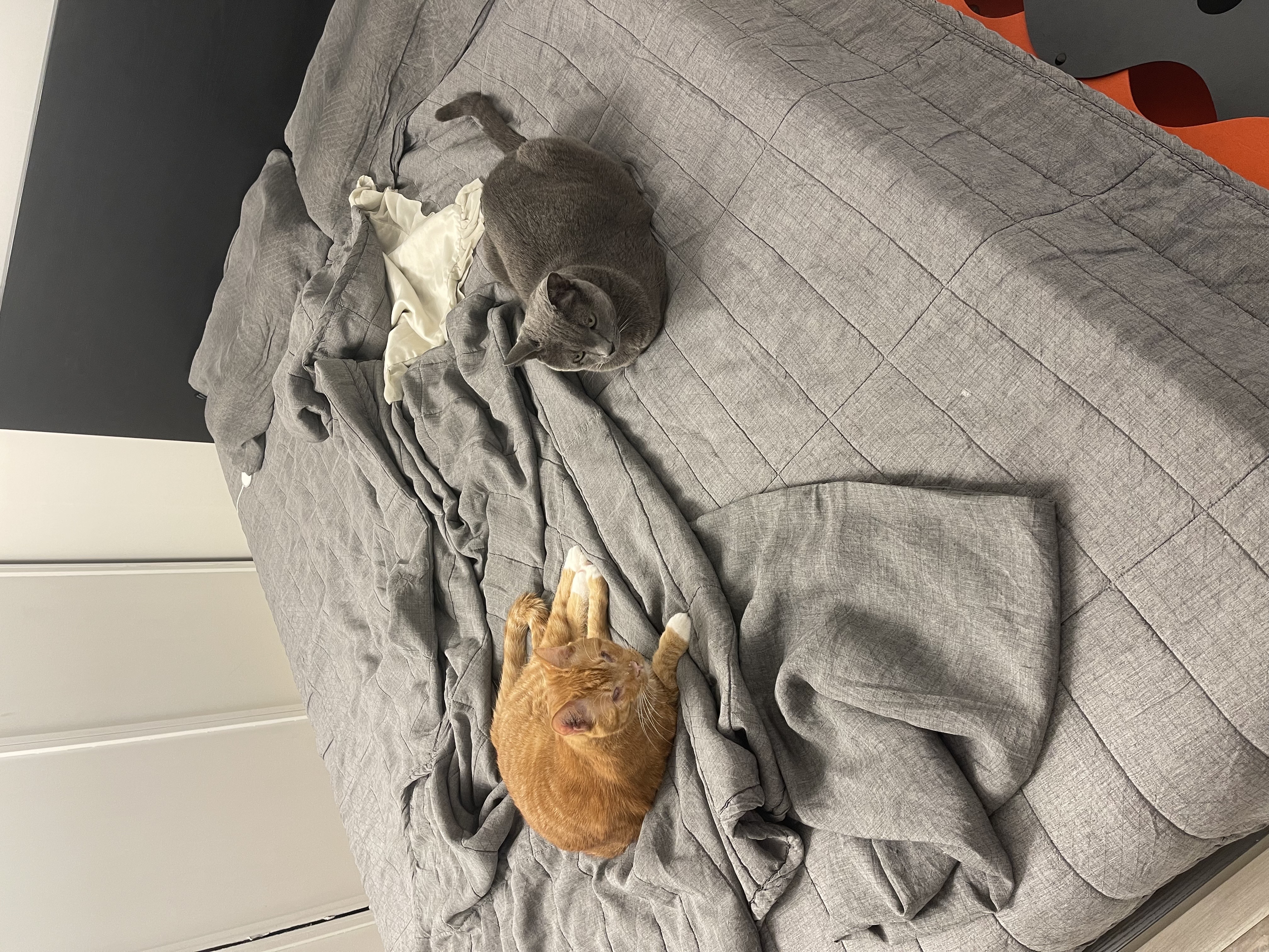 축 삐용이 입양 (임보 3개월차)