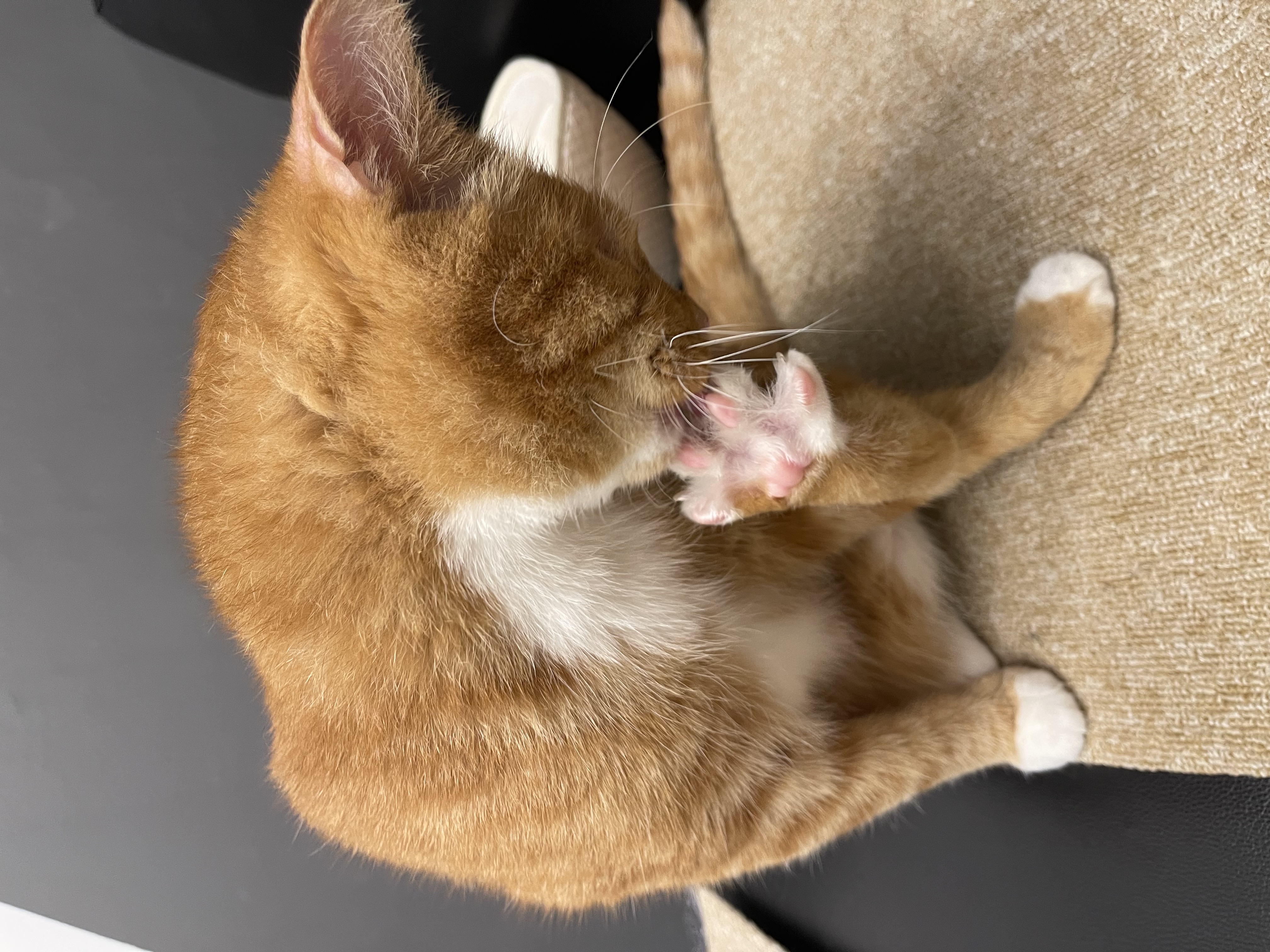 축 삐용이 입양 (임보 3개월차)