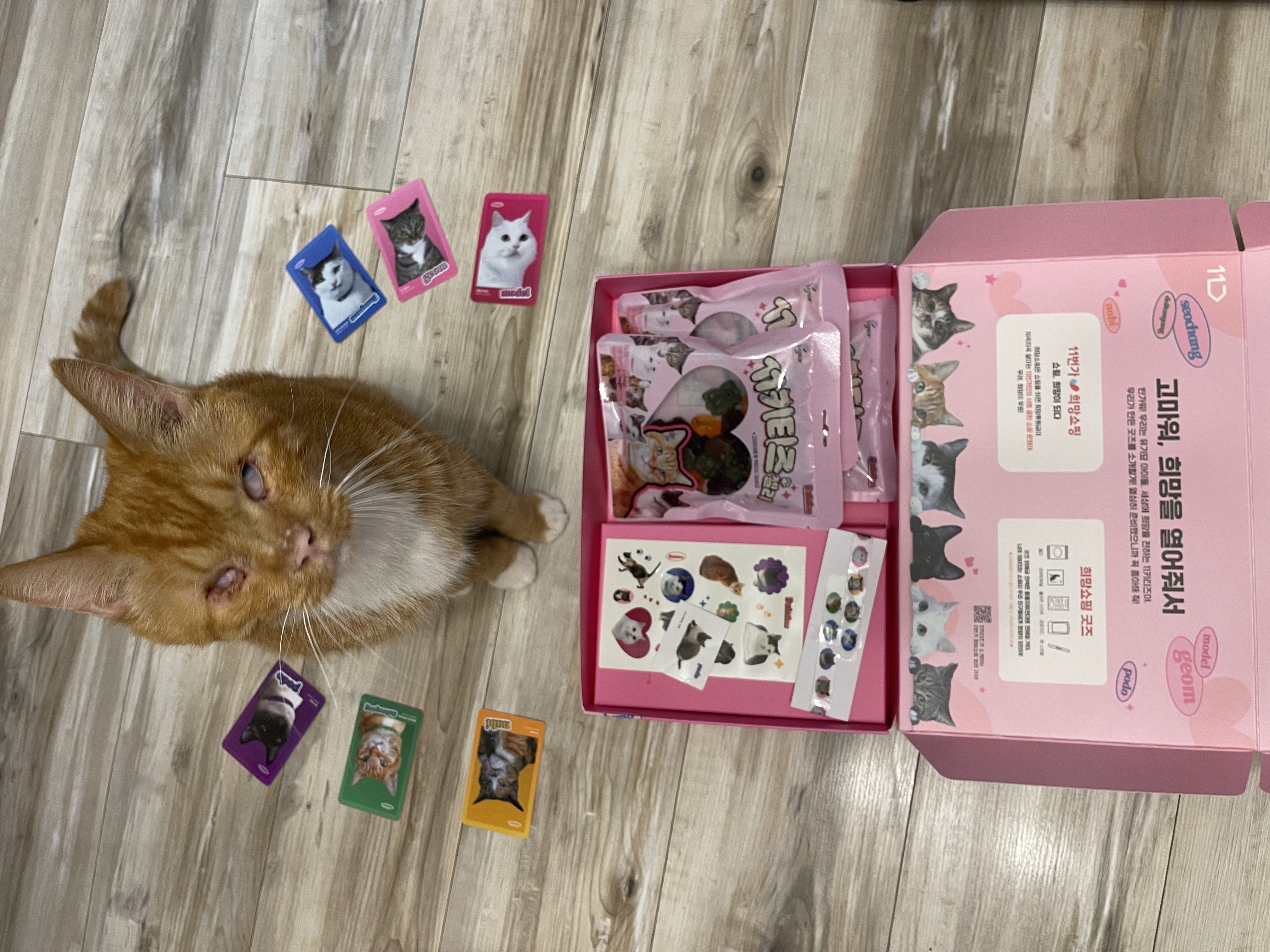 축 삐용이 입양 (임보 3개월차)