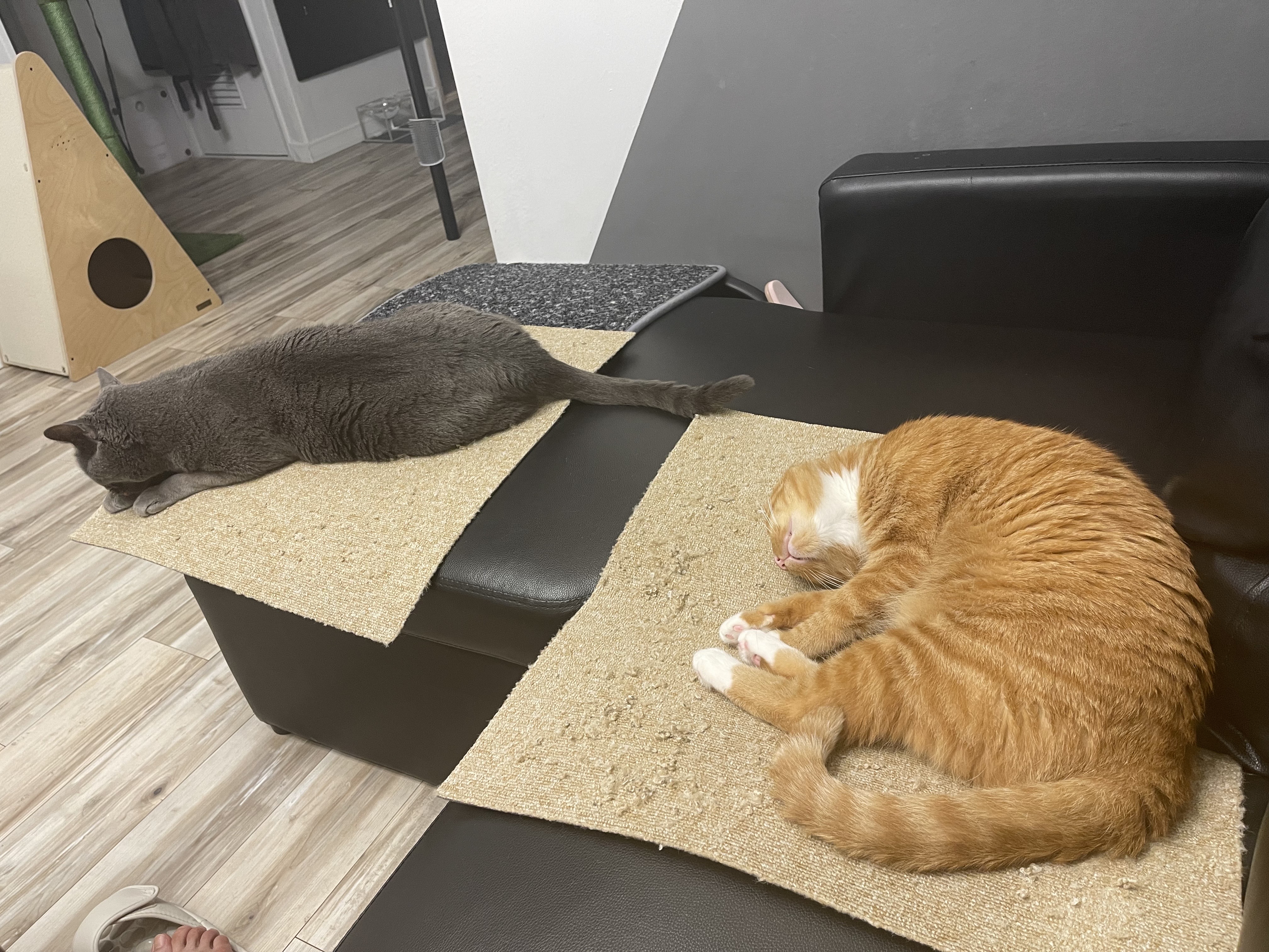 축 삐용이 입양 (임보 3개월차)