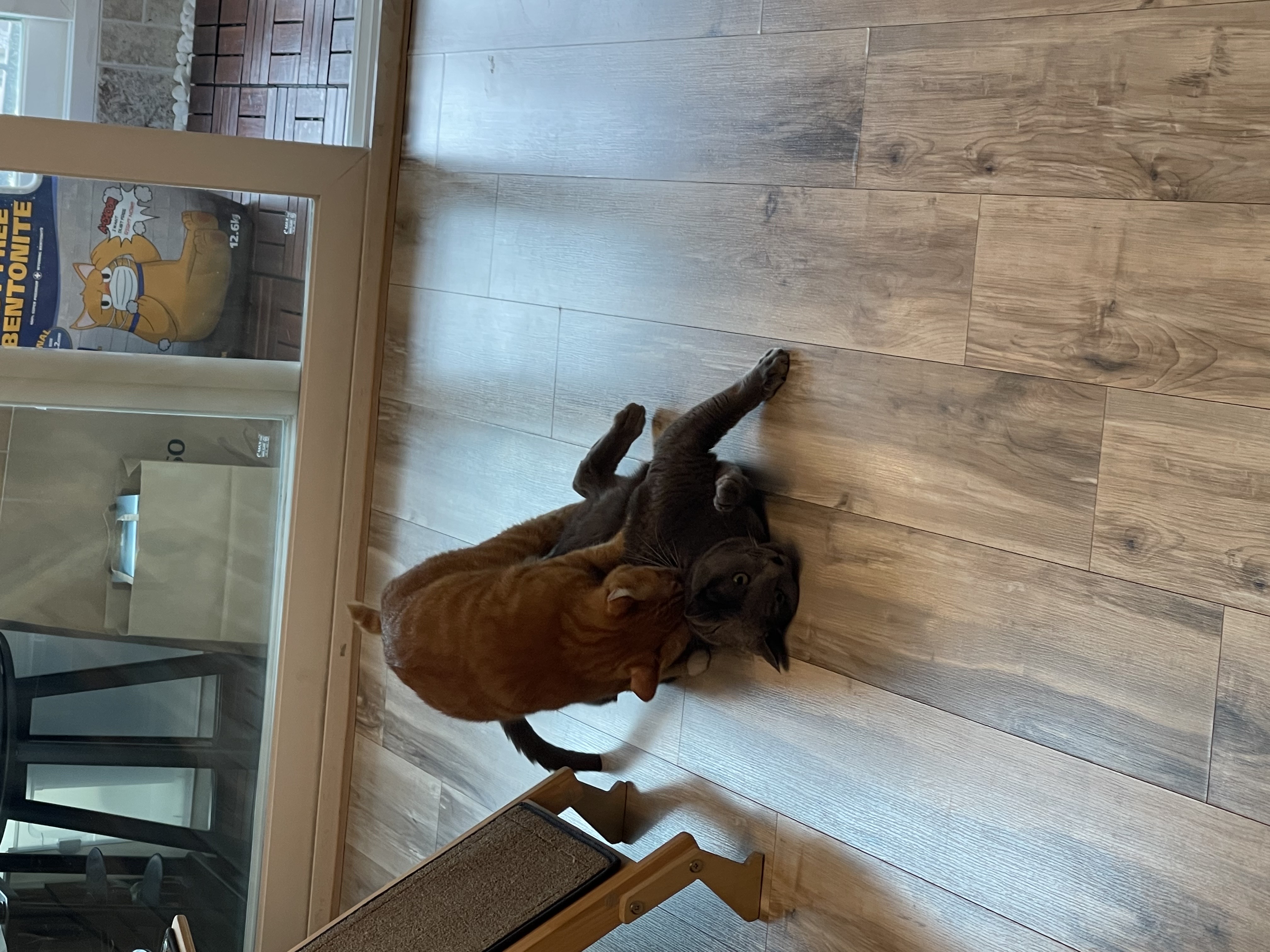 축 삐용이 입양 (임보 3개월차)