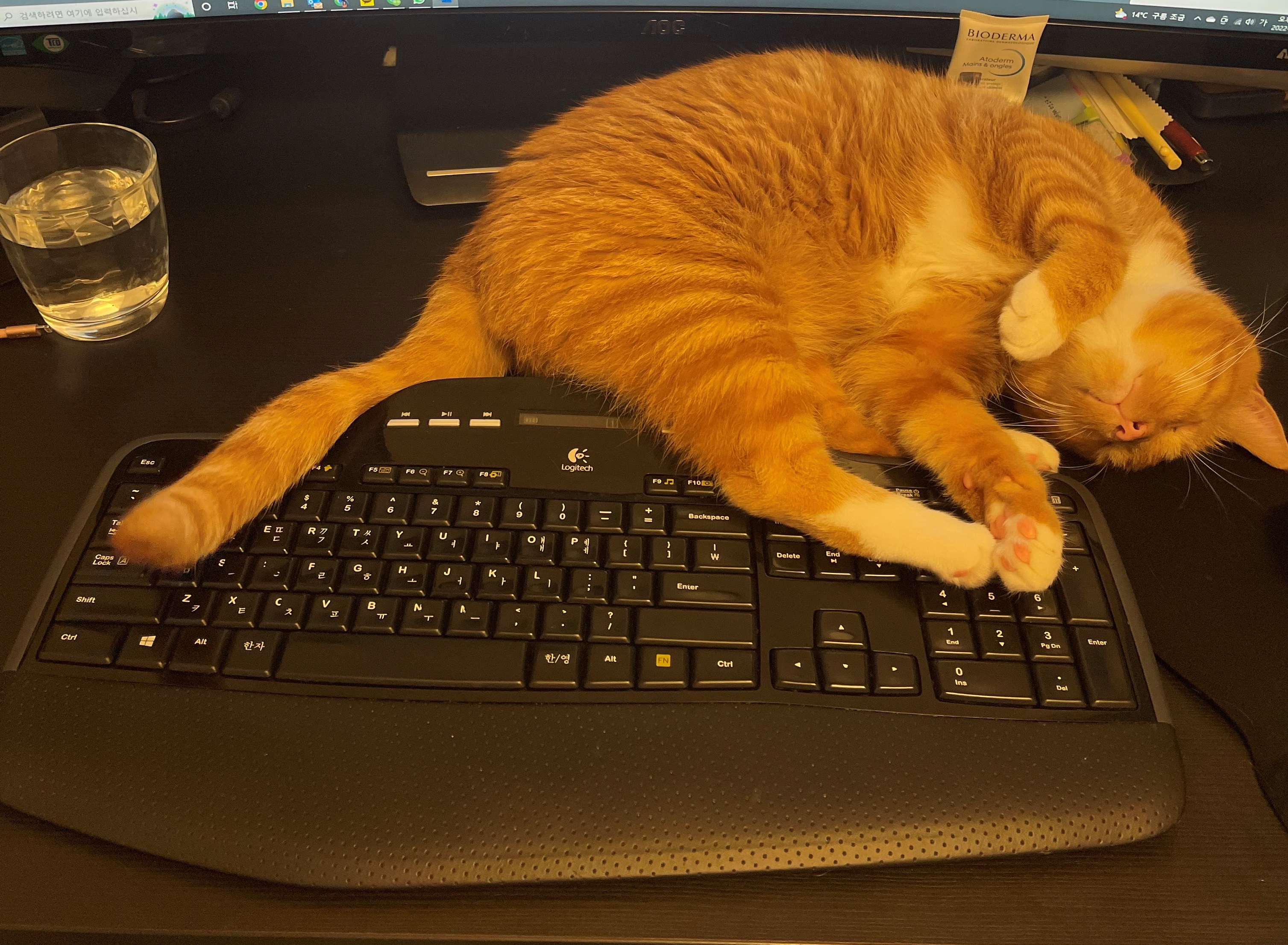 축 삐용이 입양 (임보 3개월차)