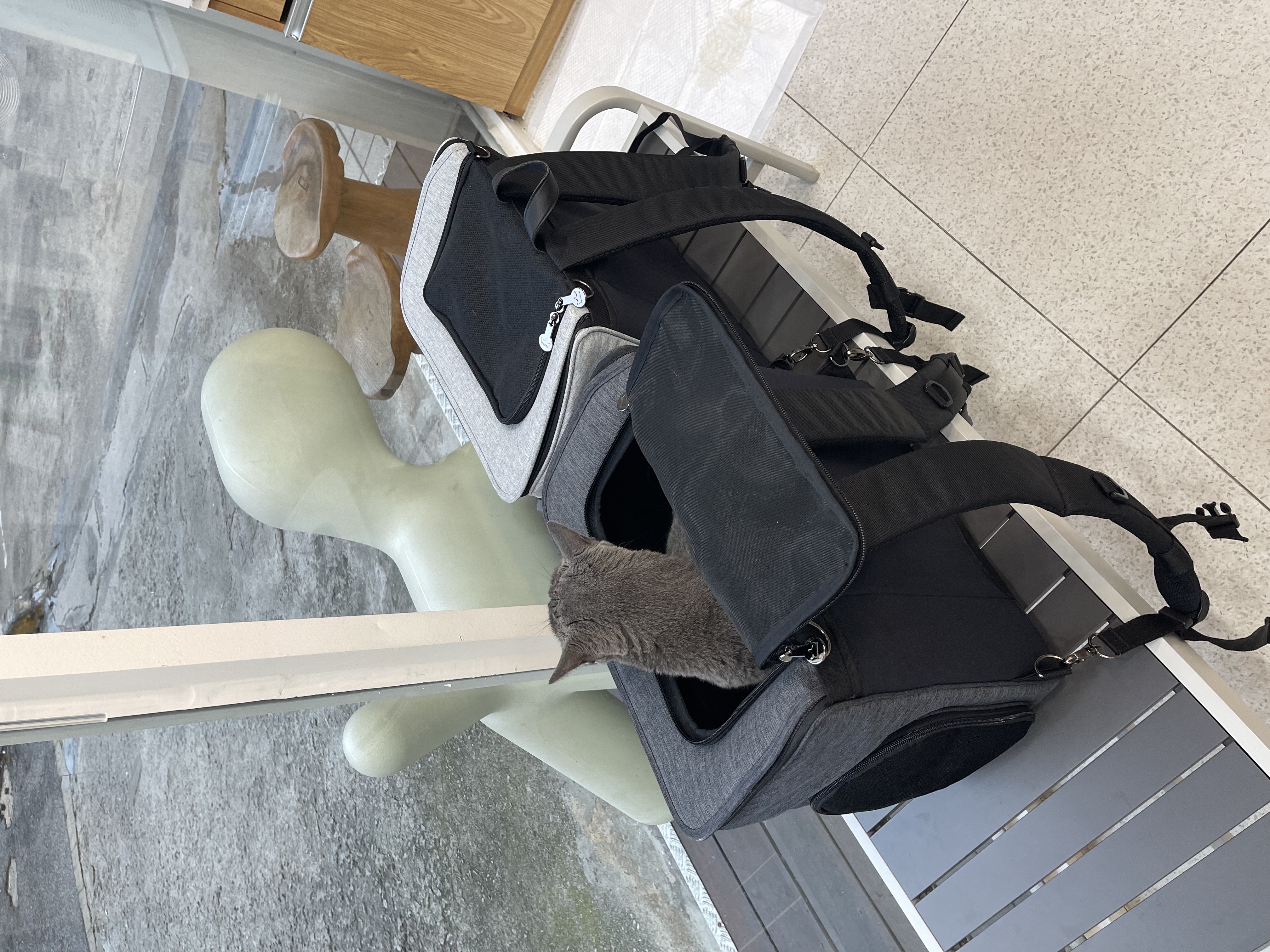 축 삐용이 입양 (임보 3개월차)