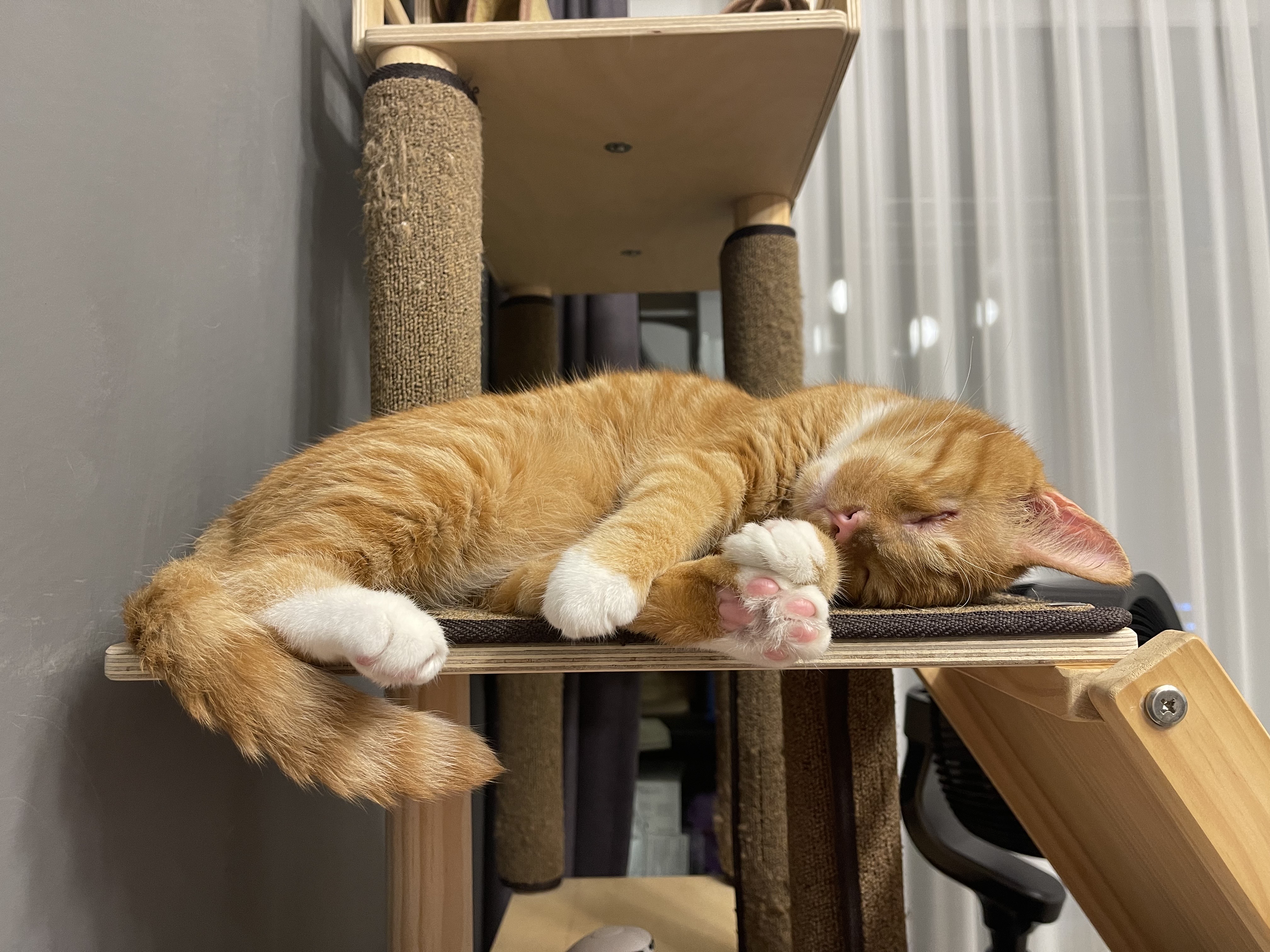 축 삐용이 입양 (임보 3개월차)