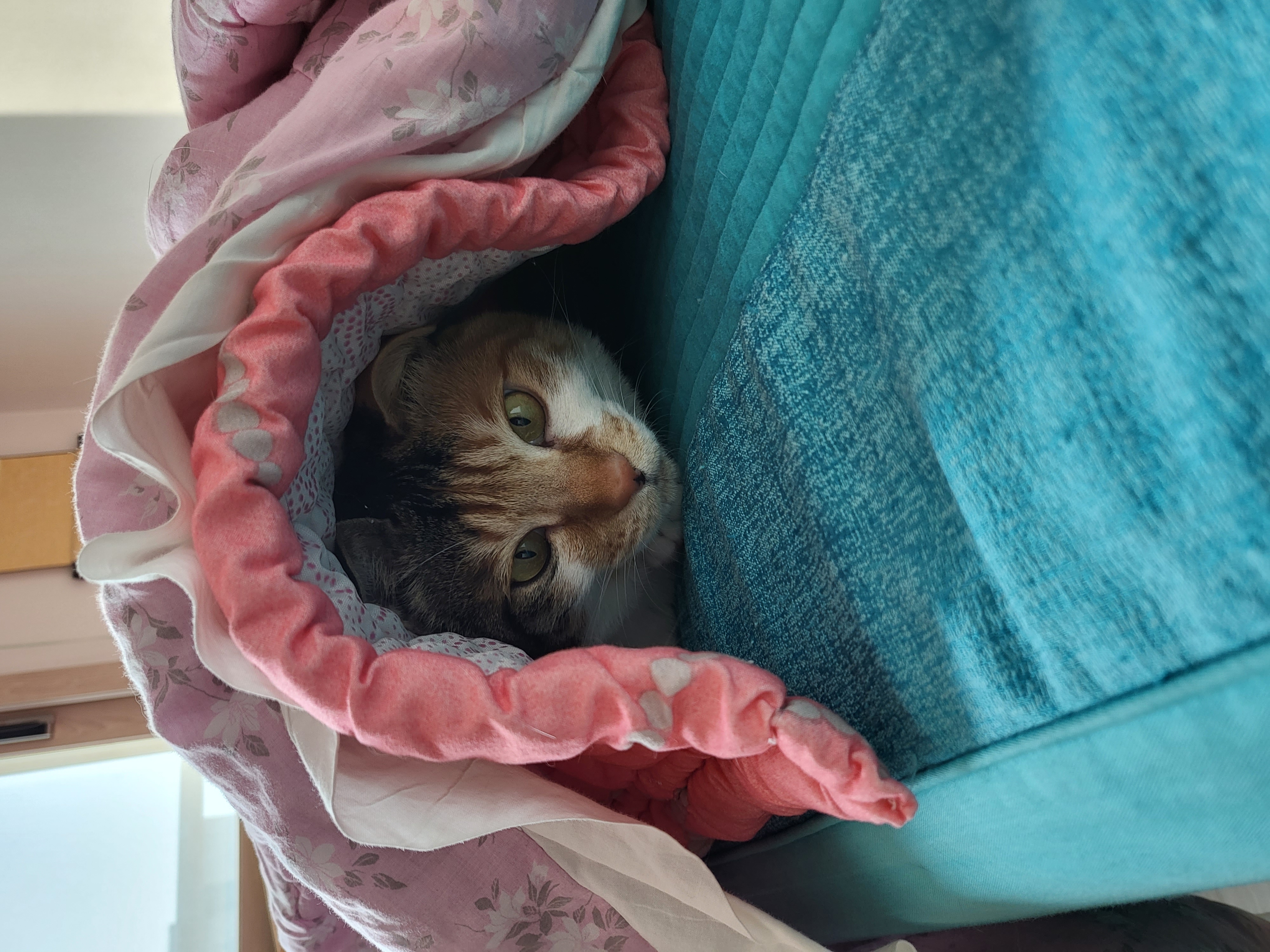 경축 뽀얌이 2주년