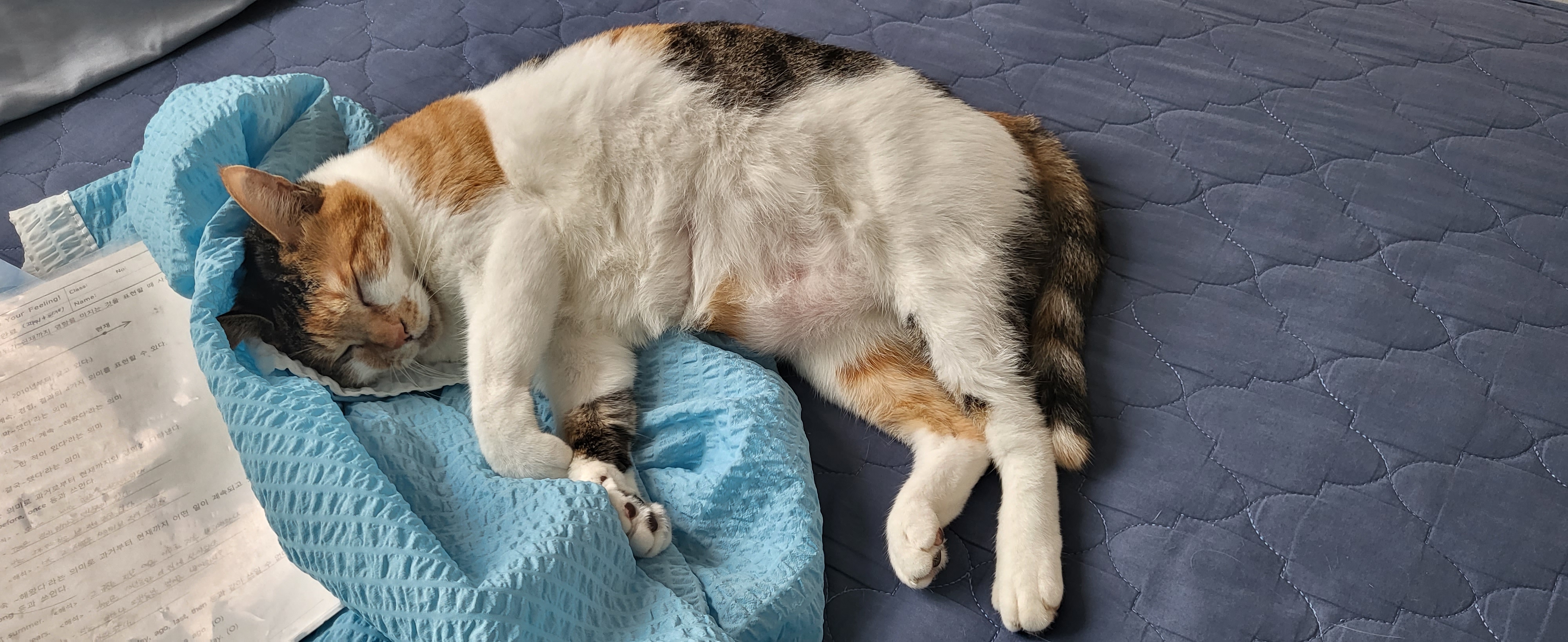 경축 뽀얌이 2주년