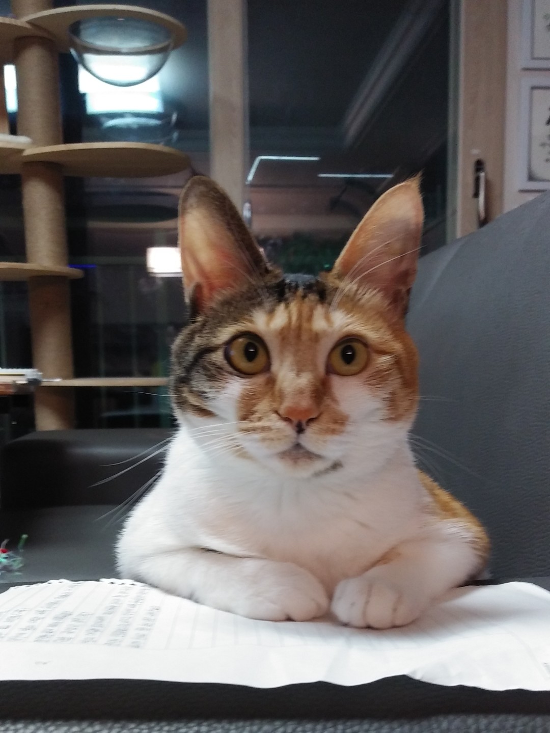 경축 뽀얌이 2주년