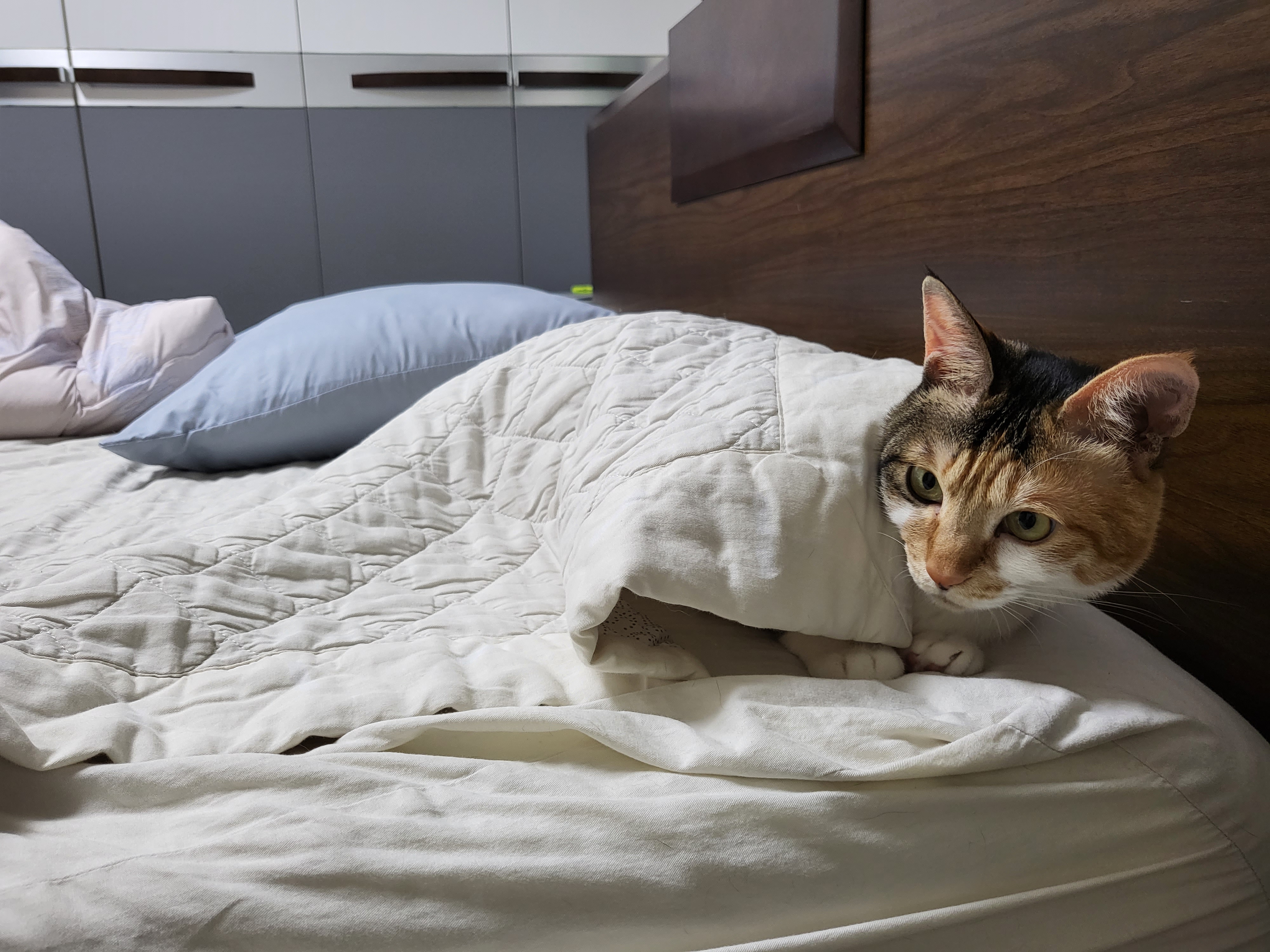 경축 뽀얌이 2주년